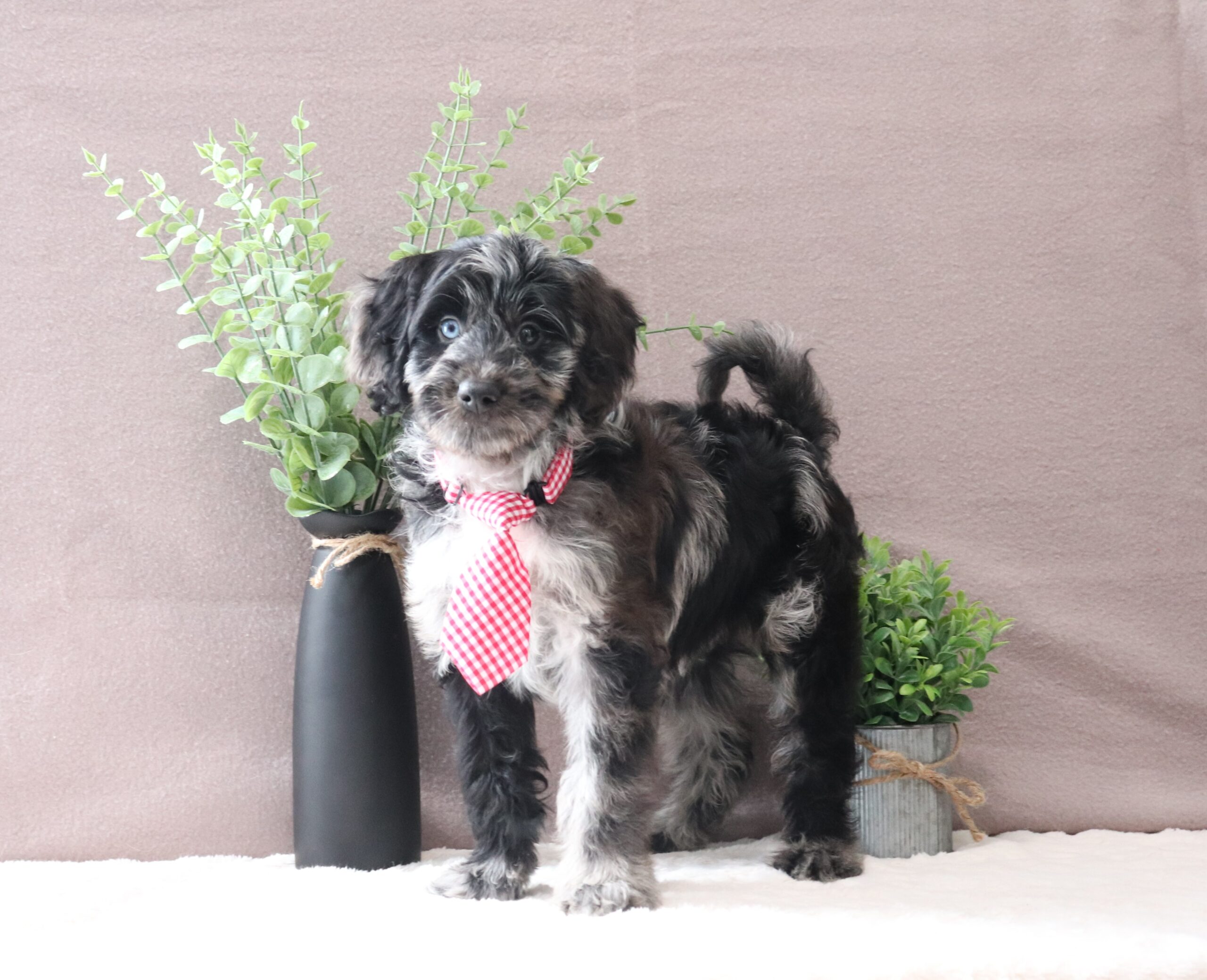 Ronnie-0019aa-micro-mini-goldendoodle-Pawsome-Family-Pets