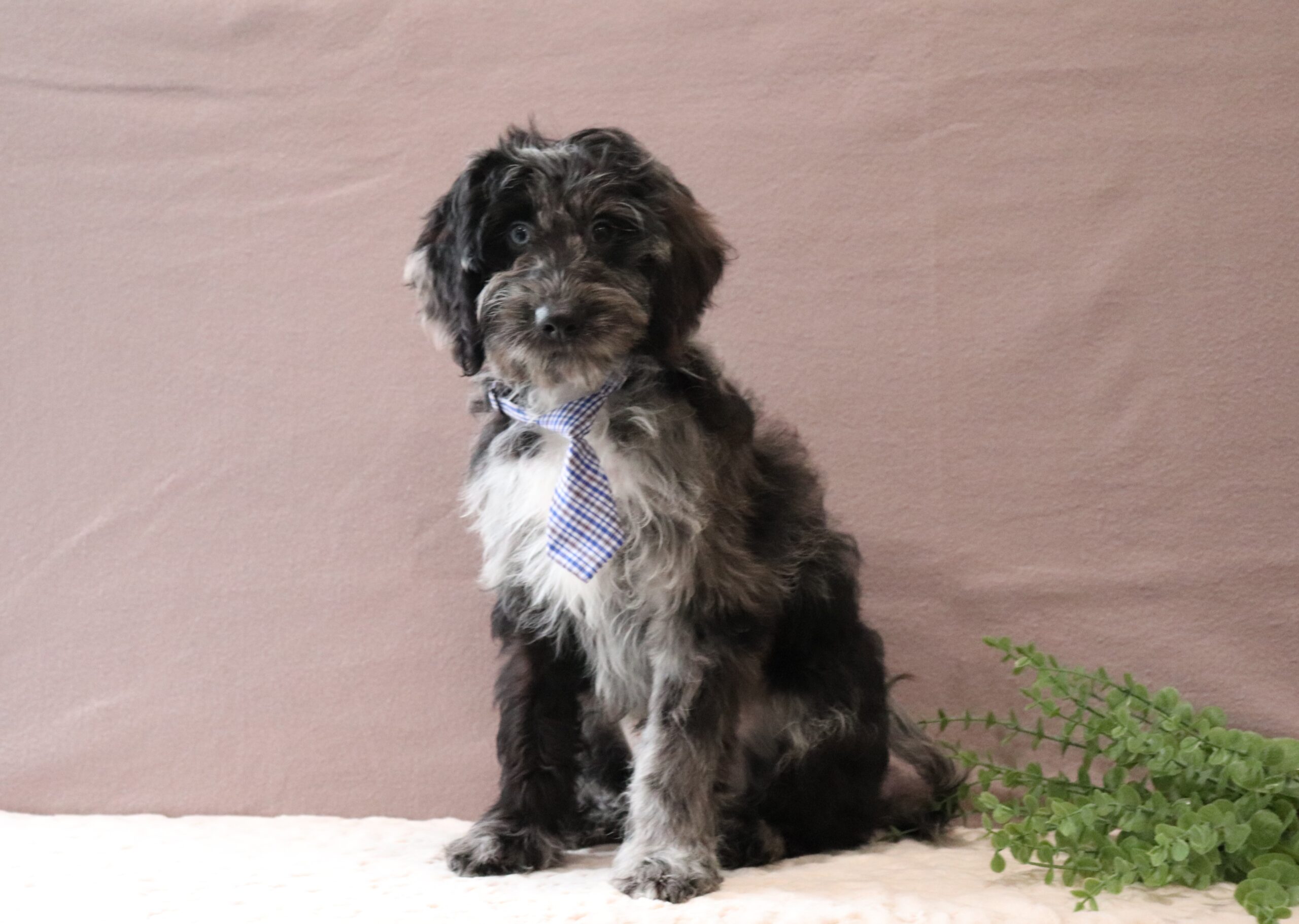 Ronnie-0019aa-puppy-mini-goldendoodle-Pawsome-Family-Pets