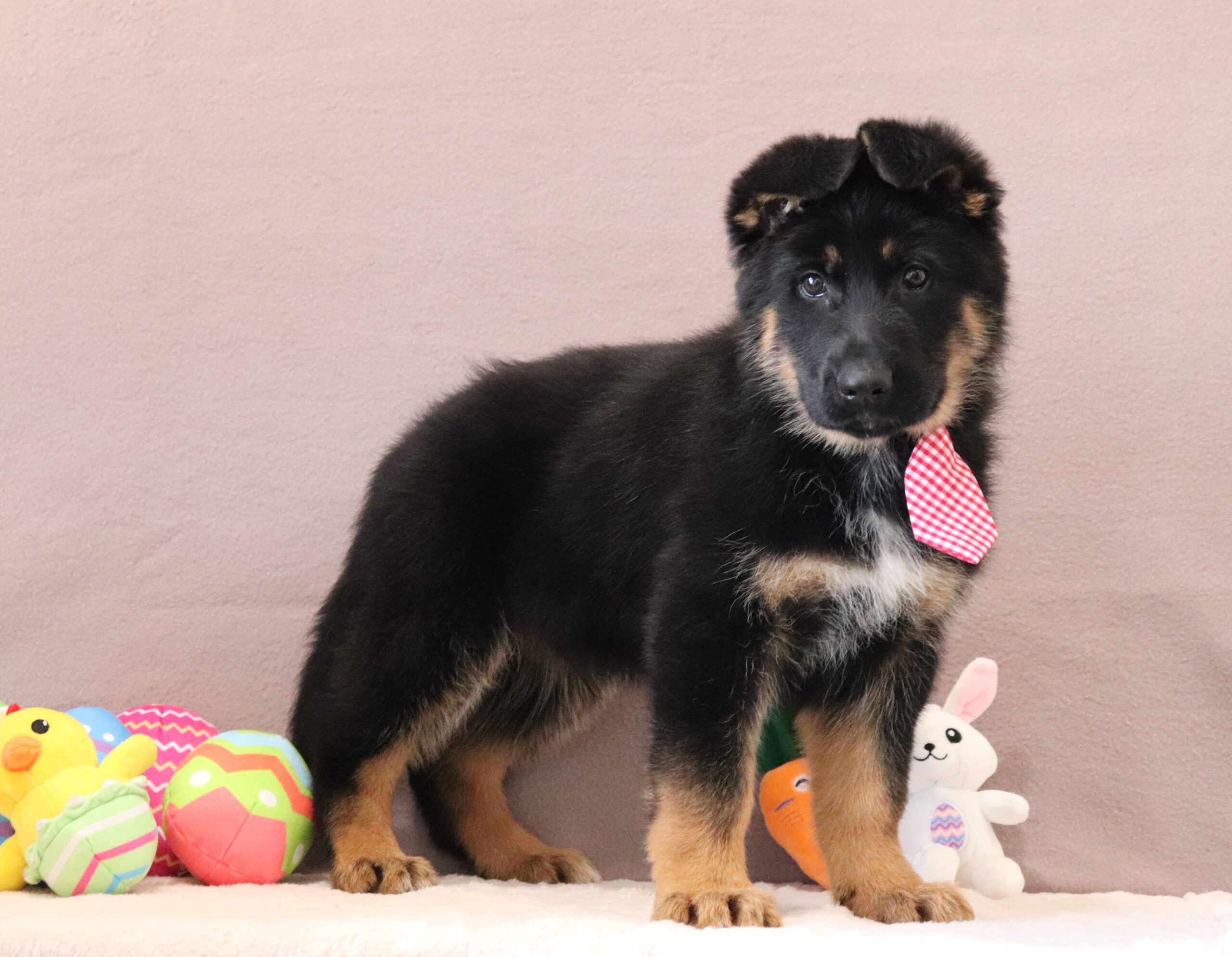 Trump-6336aaa-puppy-german-shepherd-Pawsome-Family-Pets-