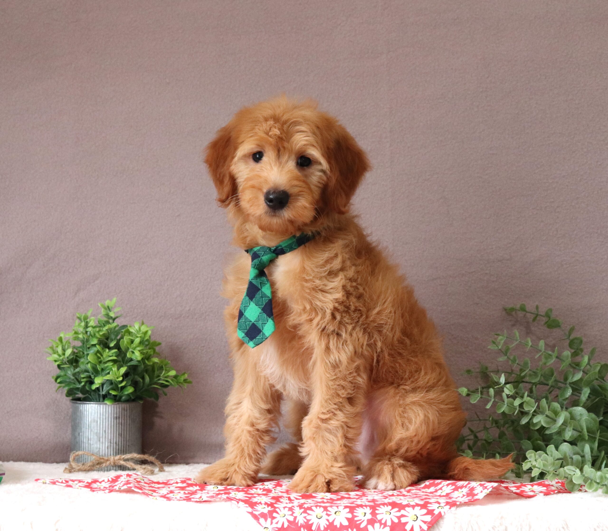 Henrick - luxury mini goldendoodle puppy for adoption