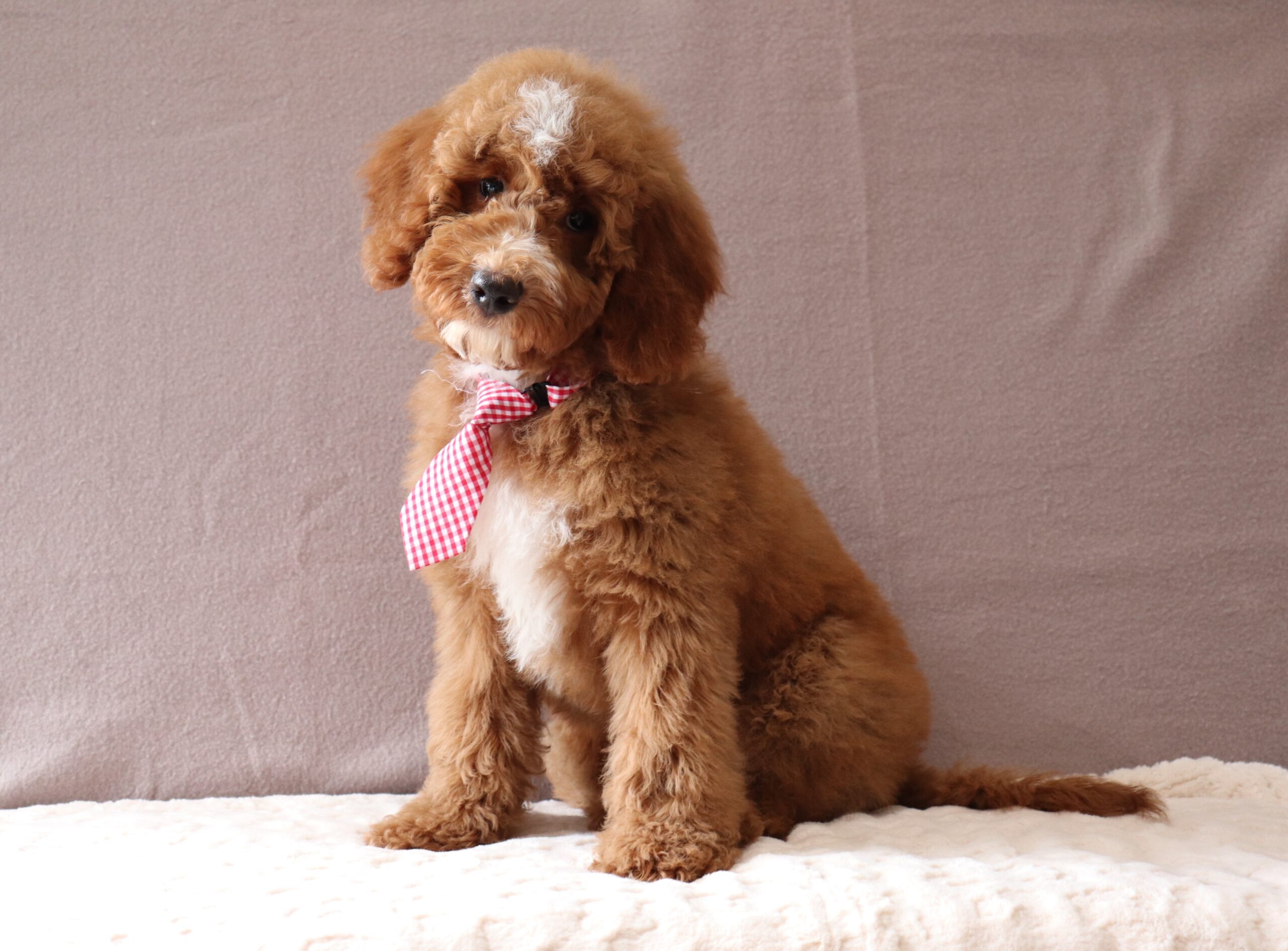 Banjo-0061b-puppy-Mini-Goldendoodle-Pawsome-family-Pets