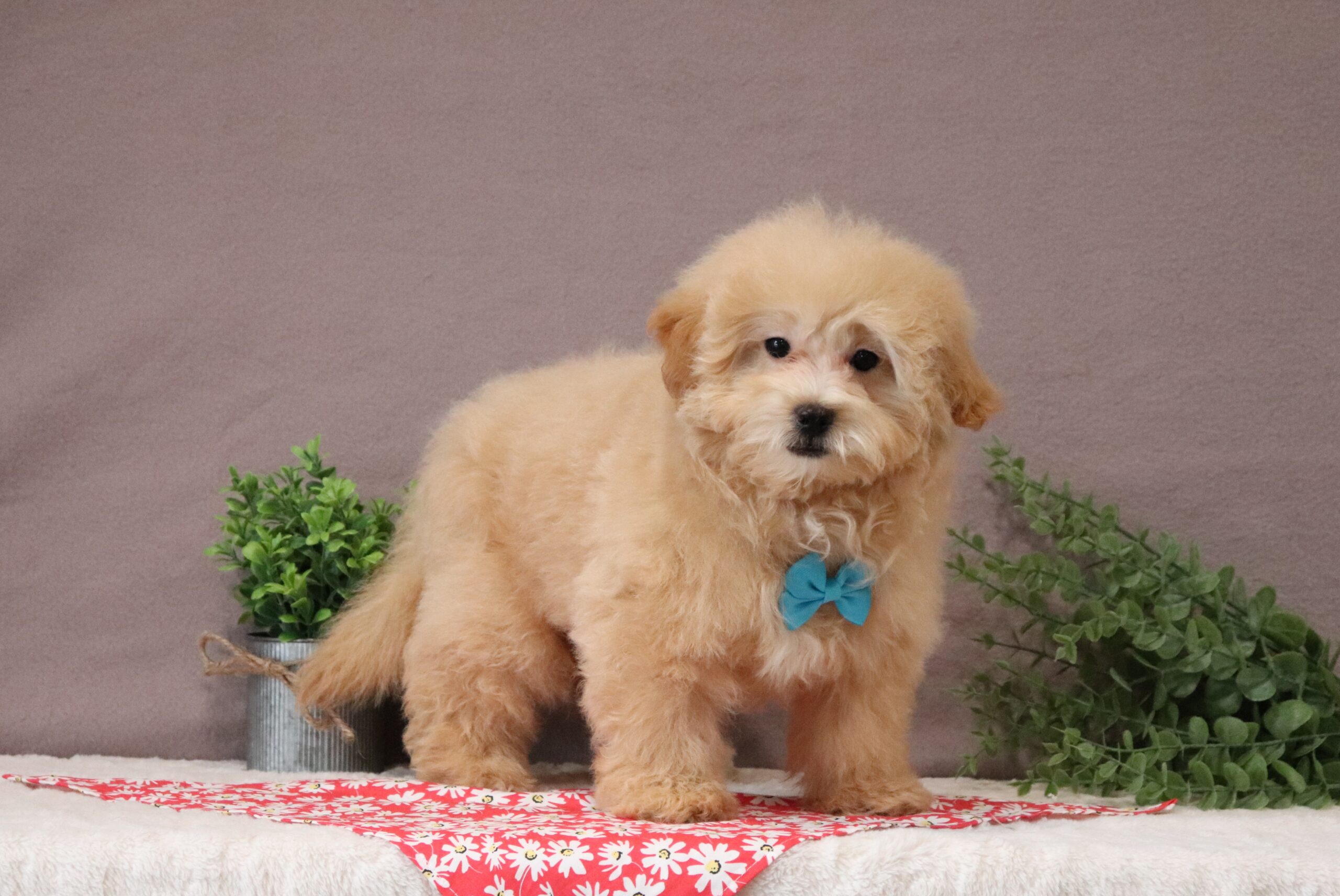 Benjie - luxury maltipoo puppy for adoption
