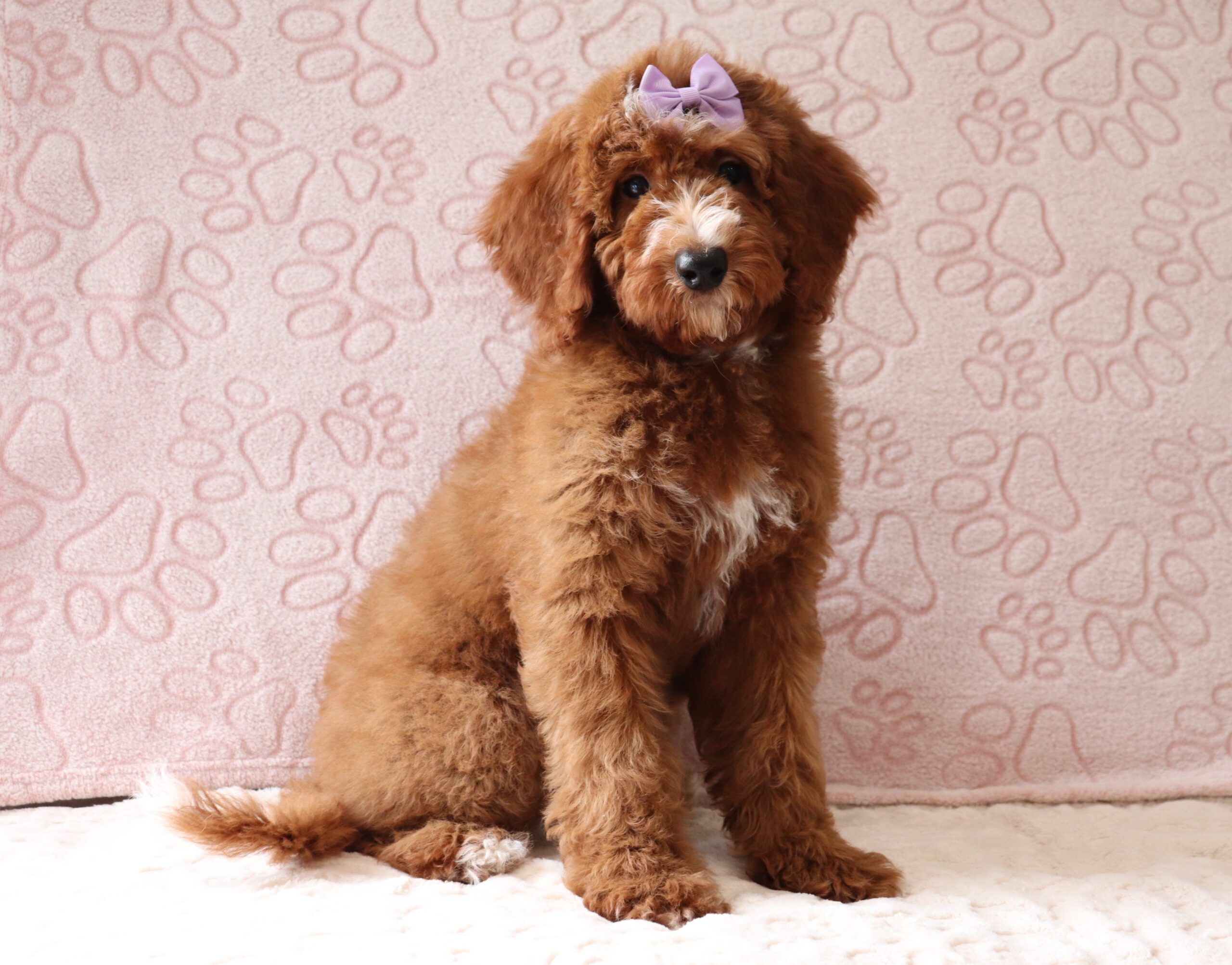 Betty-0065bbb-puppy-Mini-Goldendoodle-Pawsome-Family-Pets