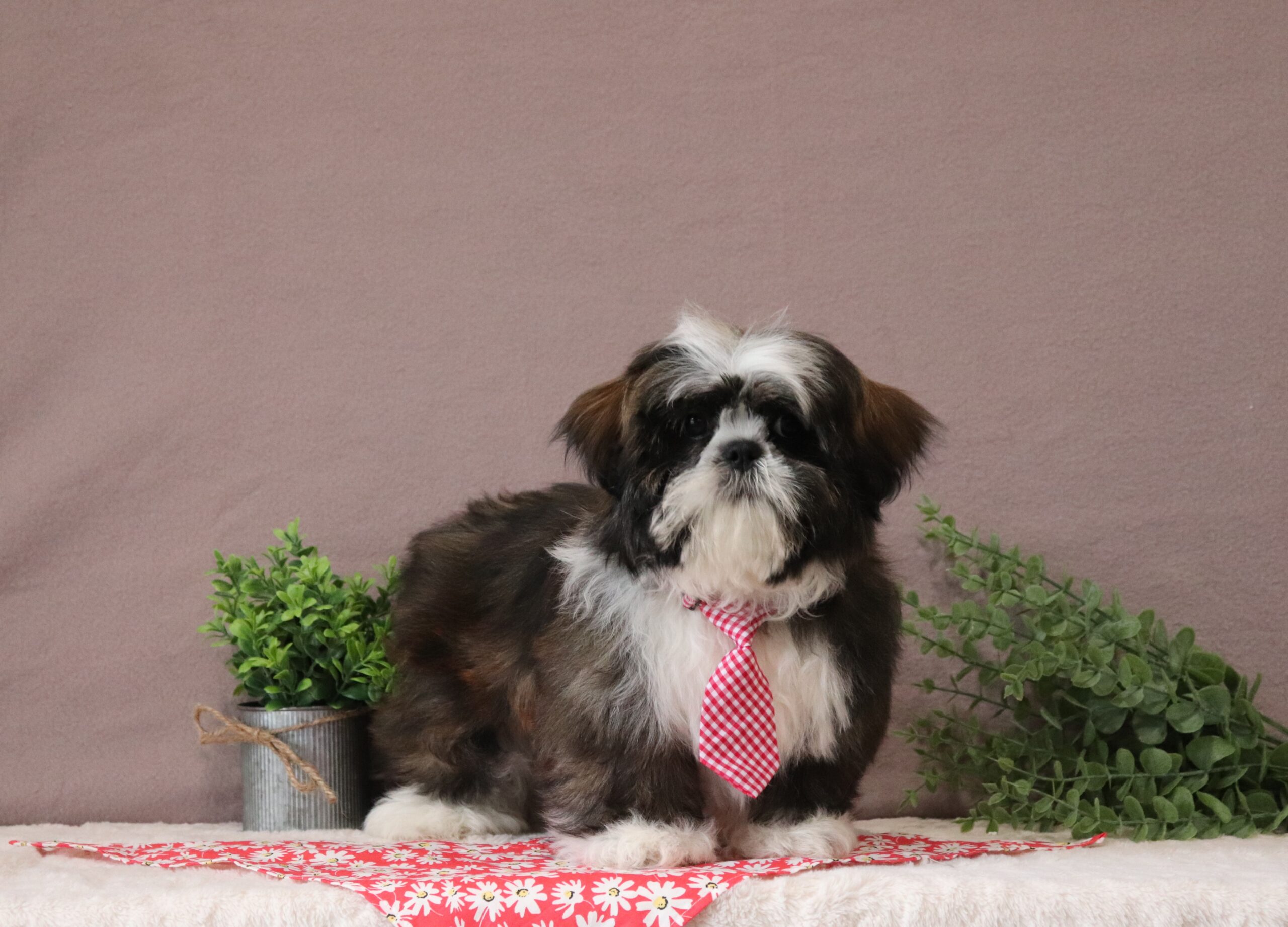 Charles - luxury shih tzu puppy for adoption