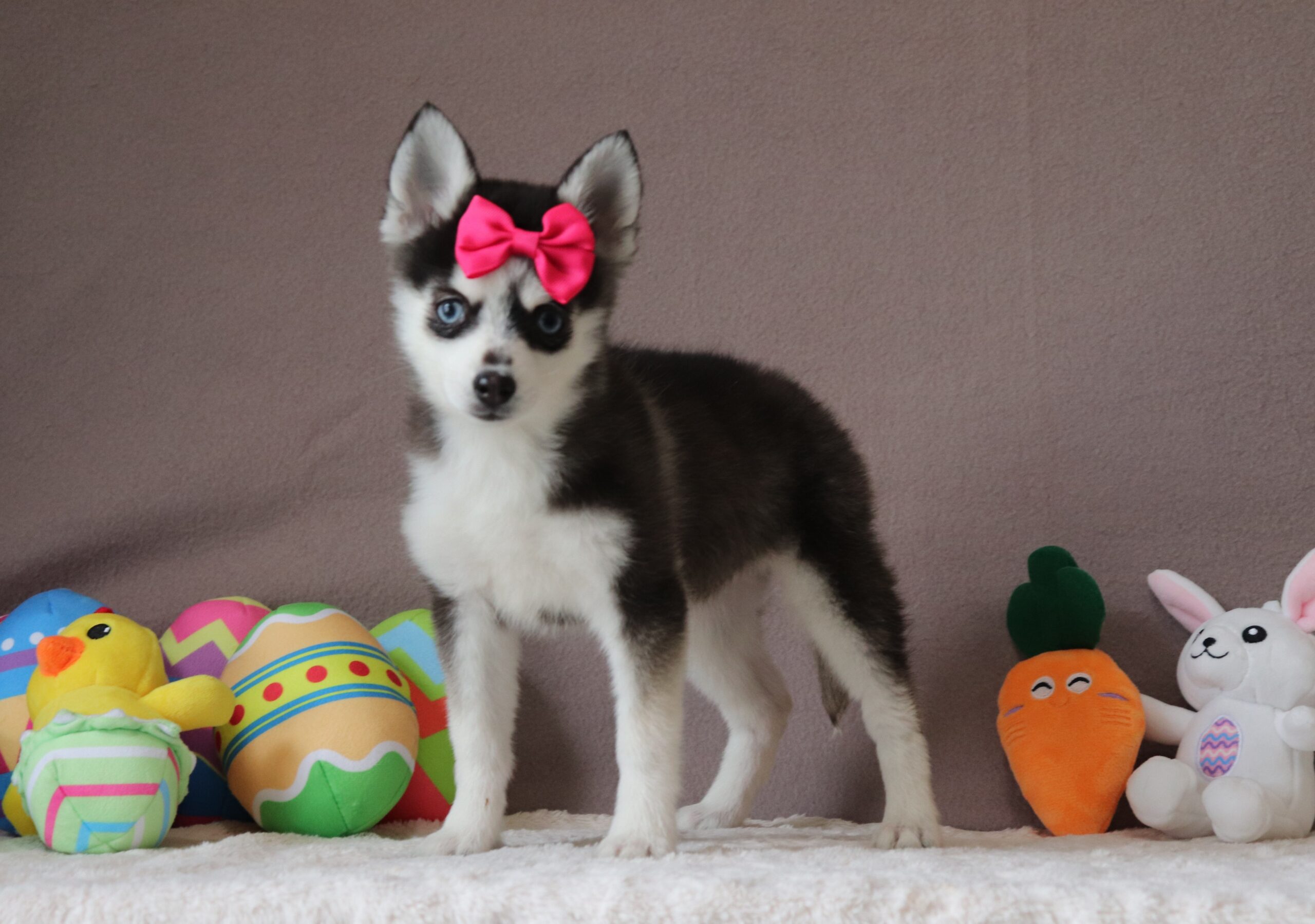 Hadassah luxury pomsky puppy Pawsome Family Pets