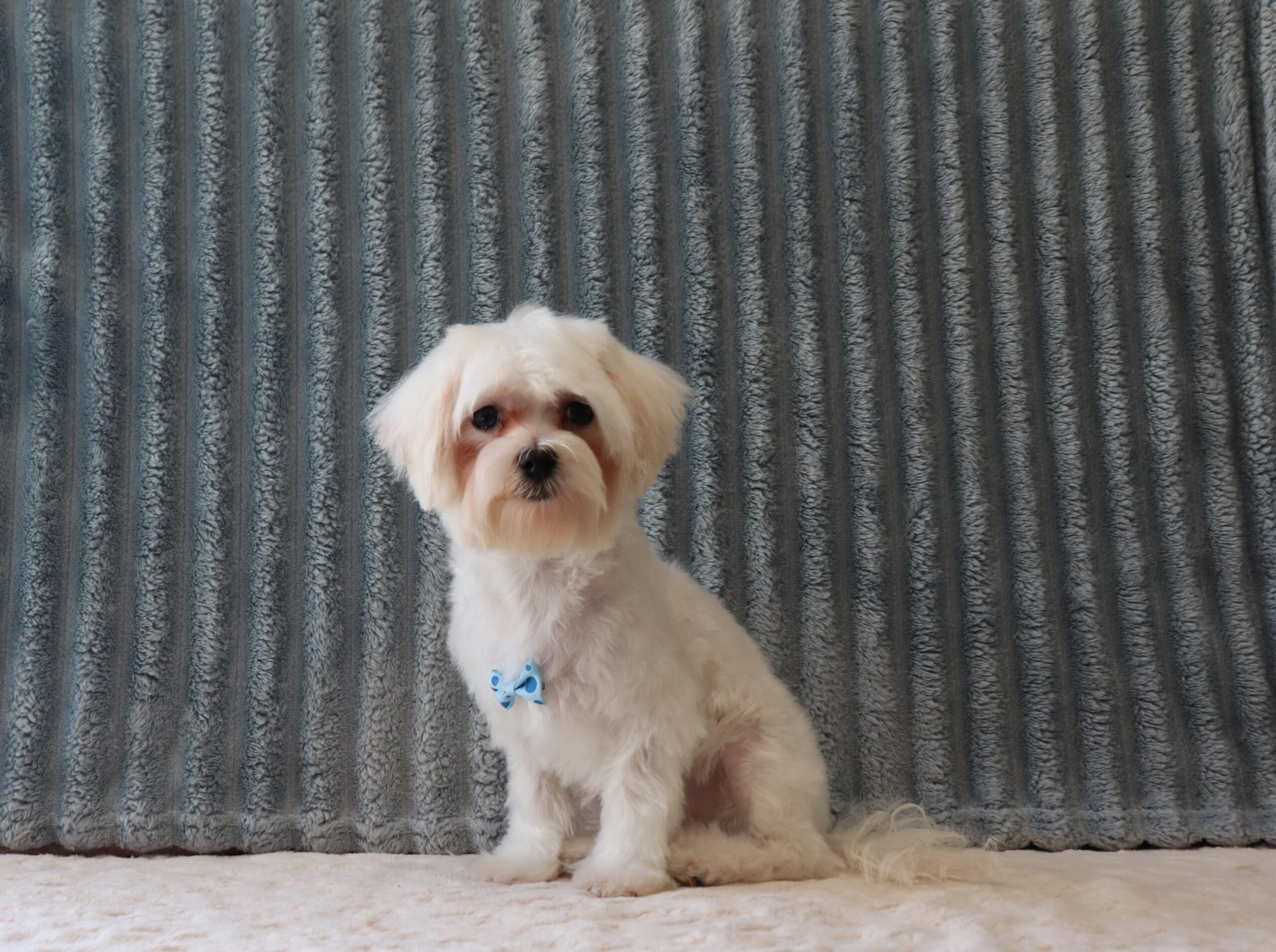 Josh-1889b-puppy-maltese-Pawsome-Family-Pets