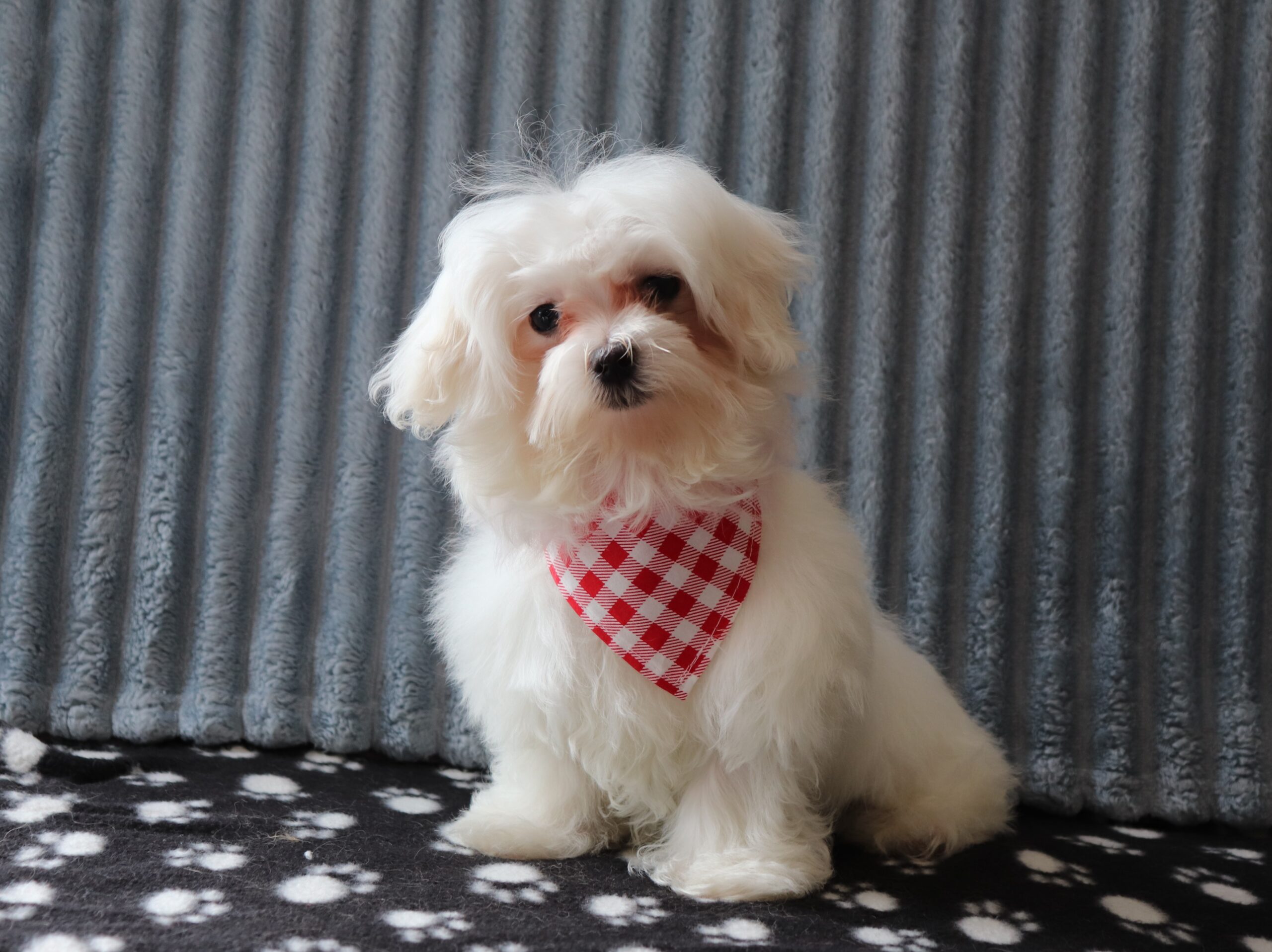 Josh-1889c-puppy-maltese-Pawsome-Family-Pets