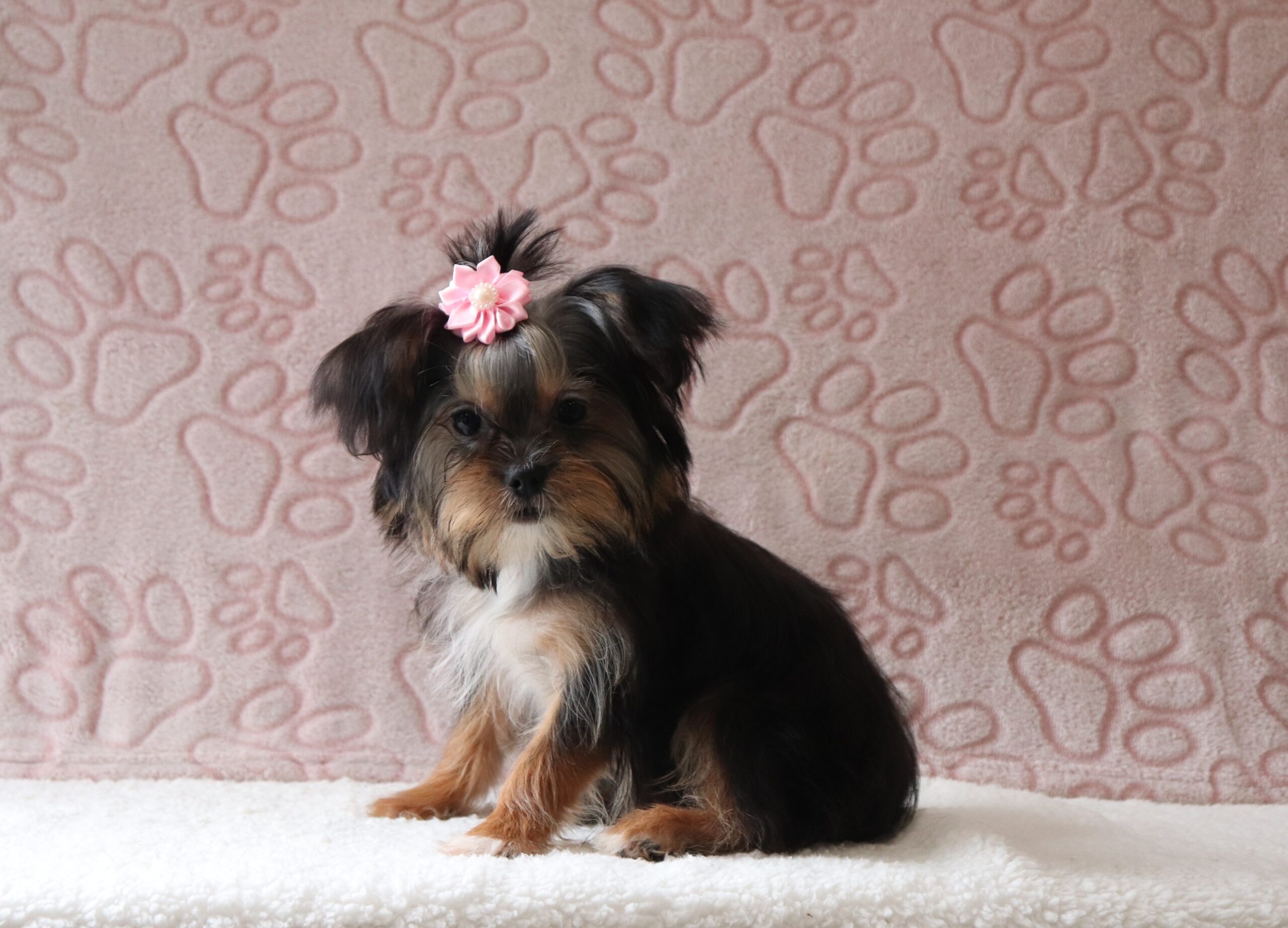 Lillian-shorkie-puppy-Pawsome-Family-Pets
