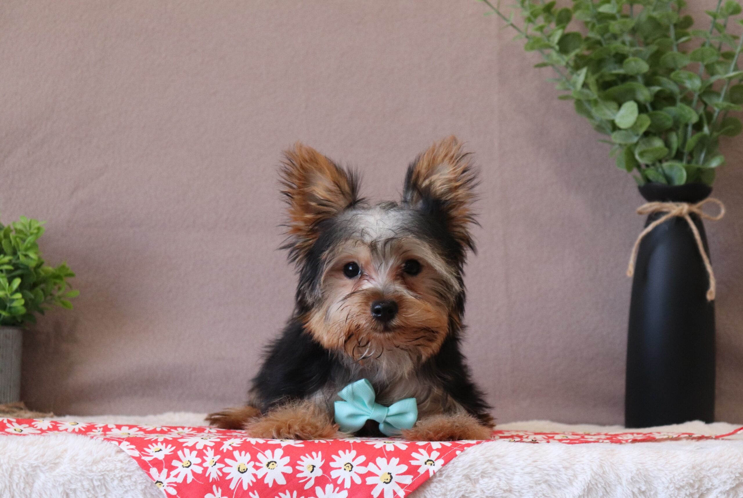 Racer-5215a-yorkie-puppy-Pawsome-Family-Pets