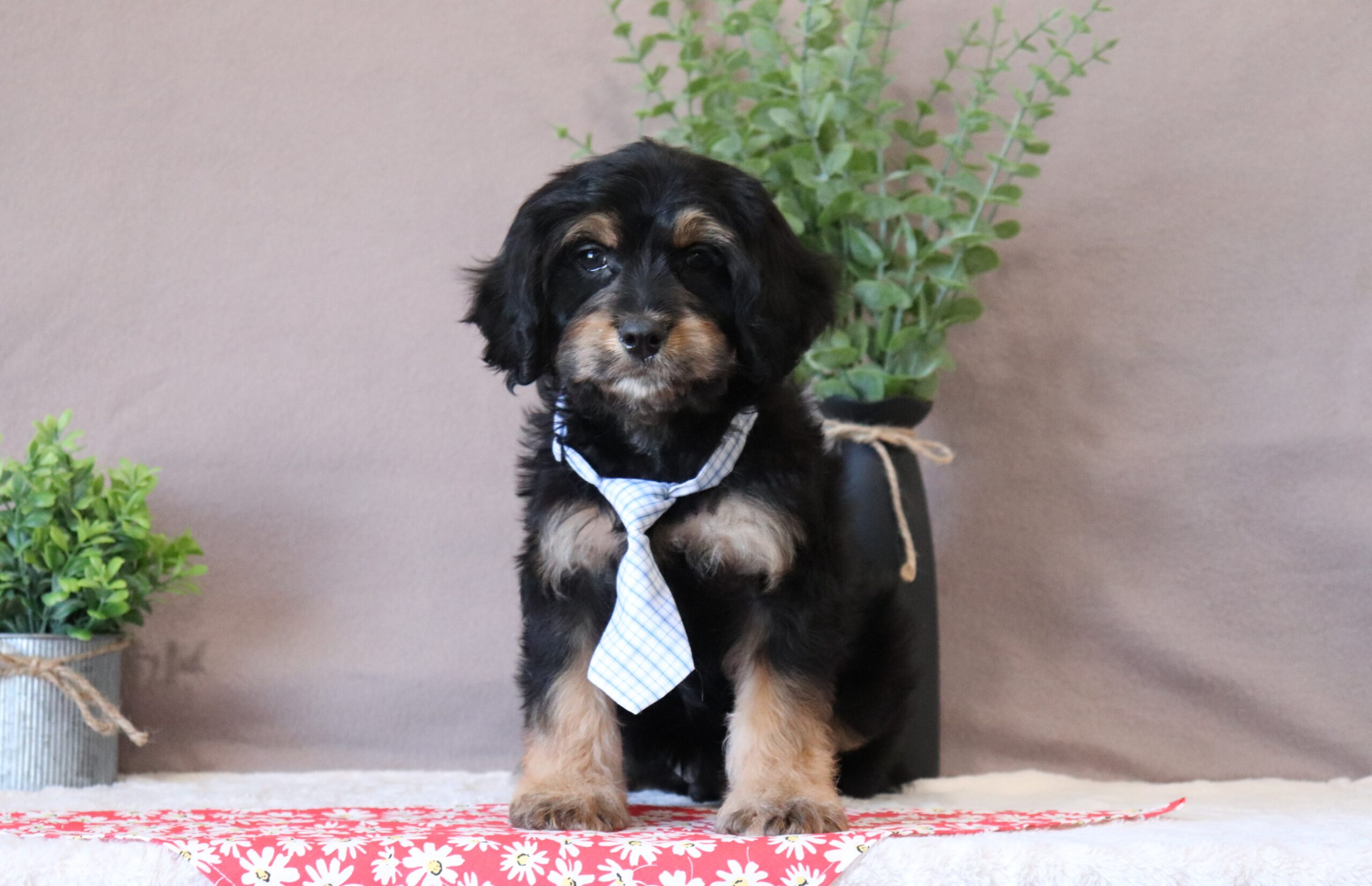 Santo cavapoo puppy for adoption