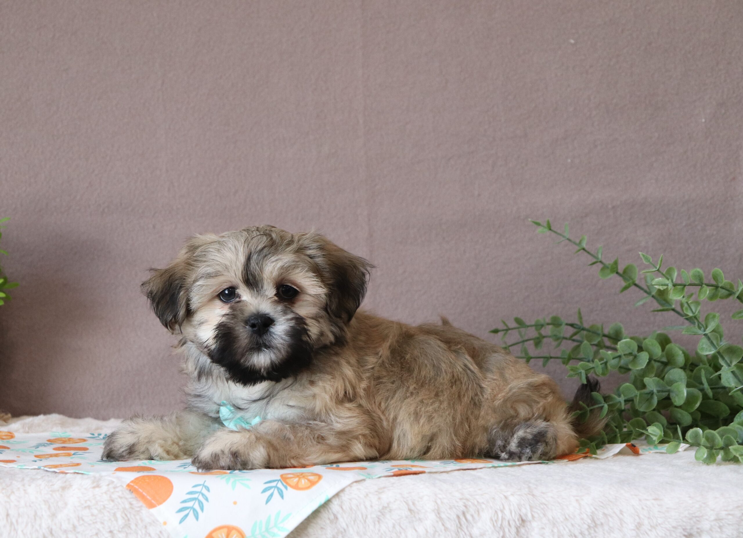 Seth 0509aa puppy teddy bear Pawsome Family Pets.