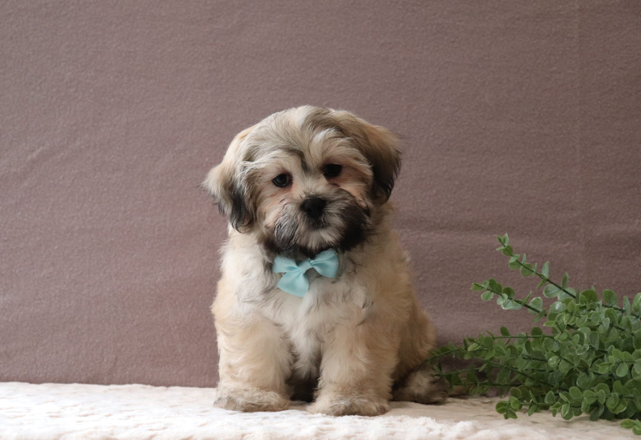Seth-0509aaa-puppy-teddy-bear-Pawsome-Family-Pets