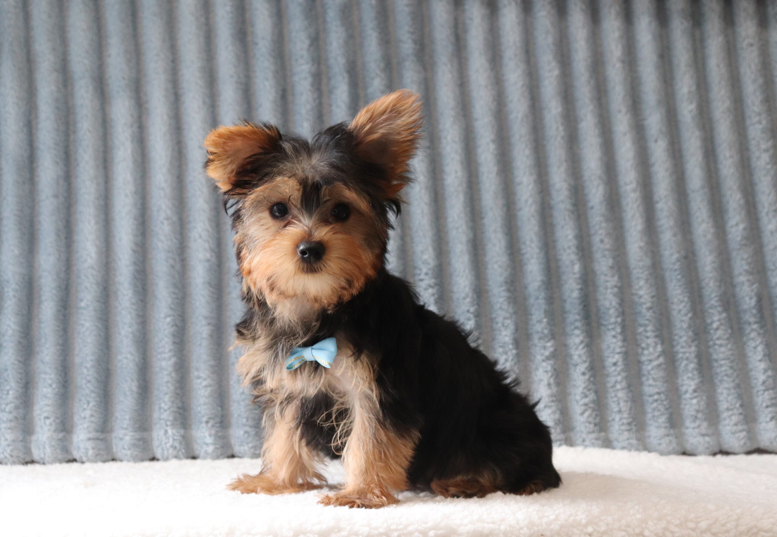 Alan 5288a yorkie puppy Pawsome Family Pets