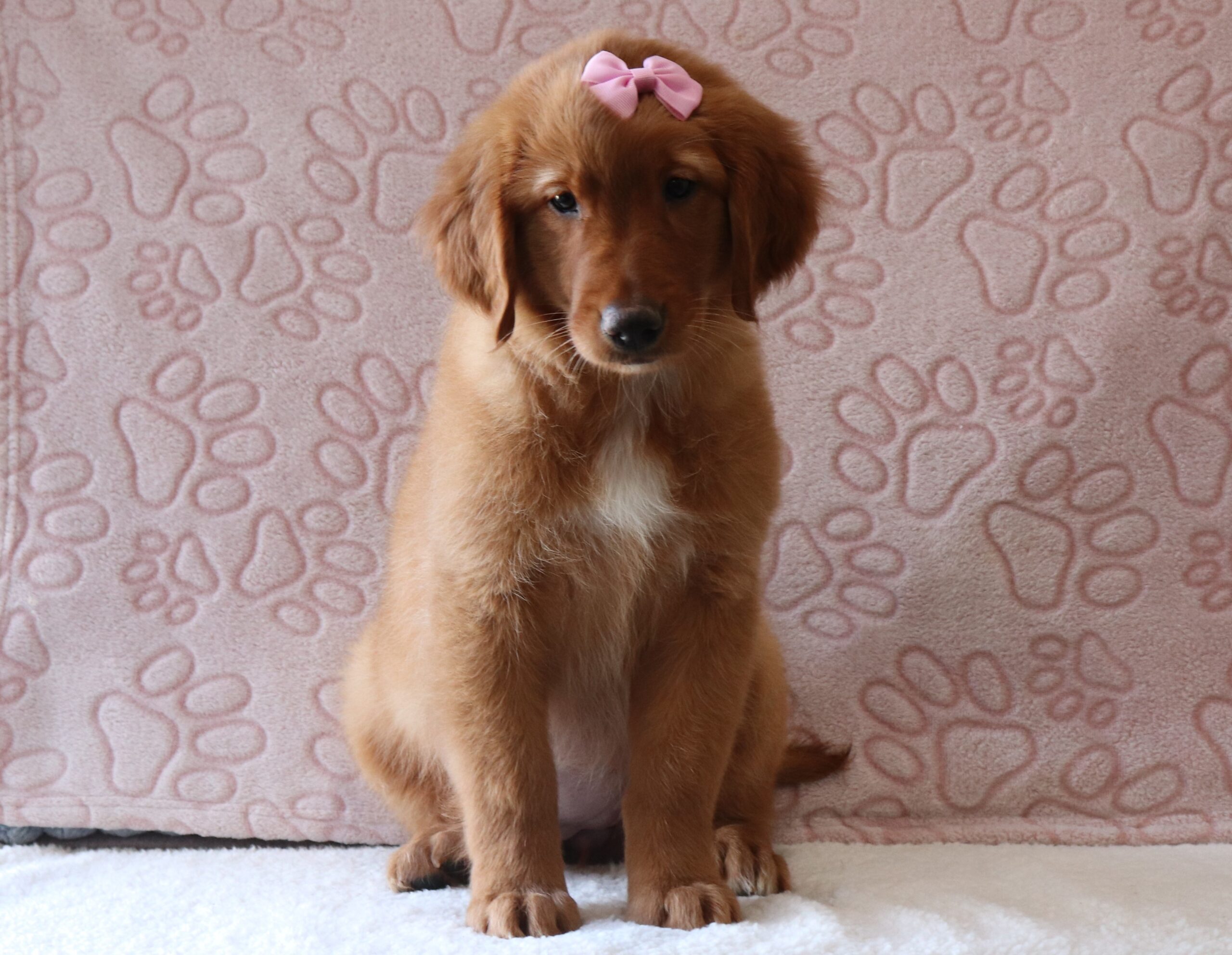 Ava-4014aa-puppy-golden-retriever-Pawsome-Family-Pets