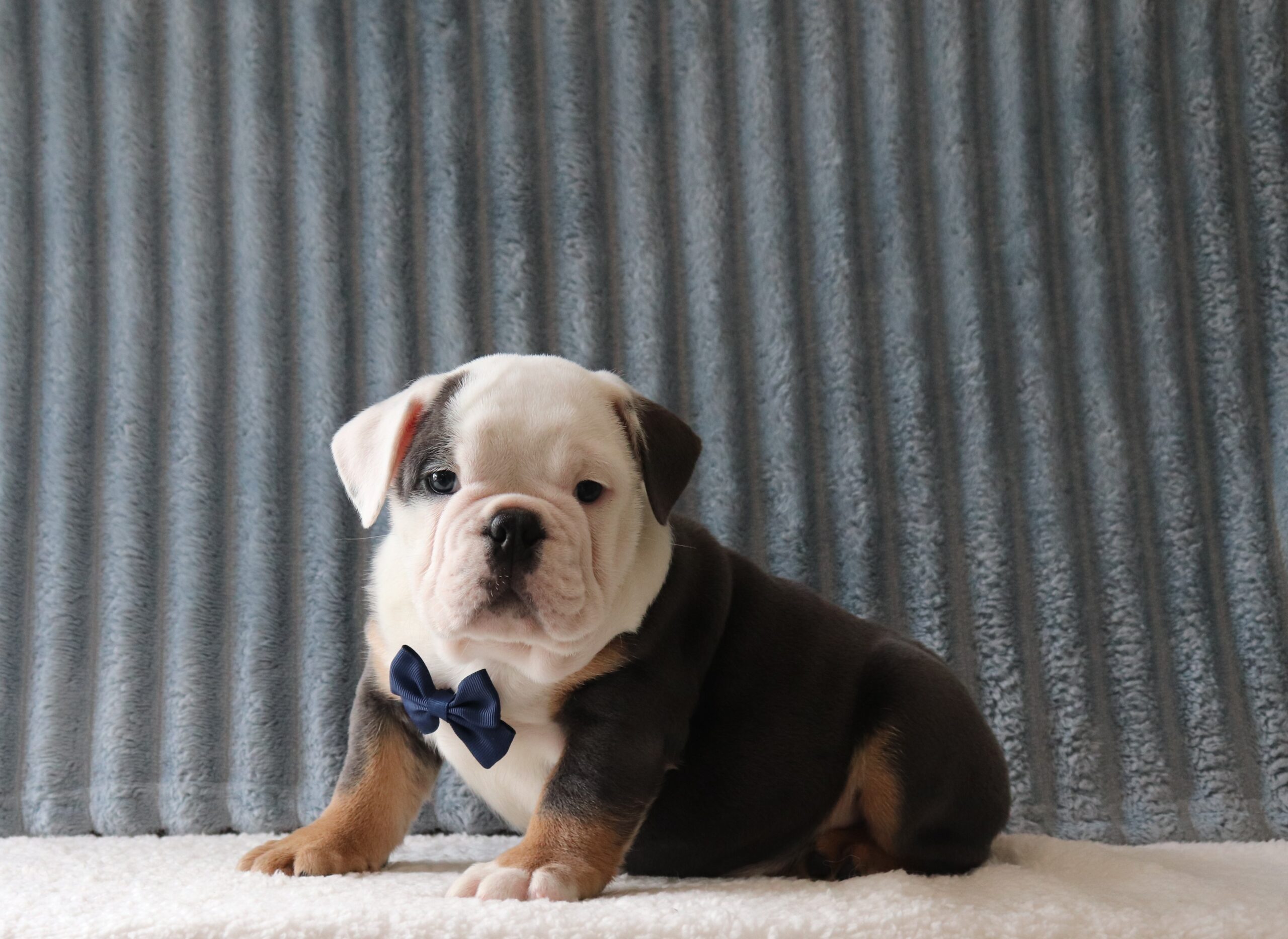 Bingo-5866aa-puppy-english-bulldog-Pawsome-Family-Pets