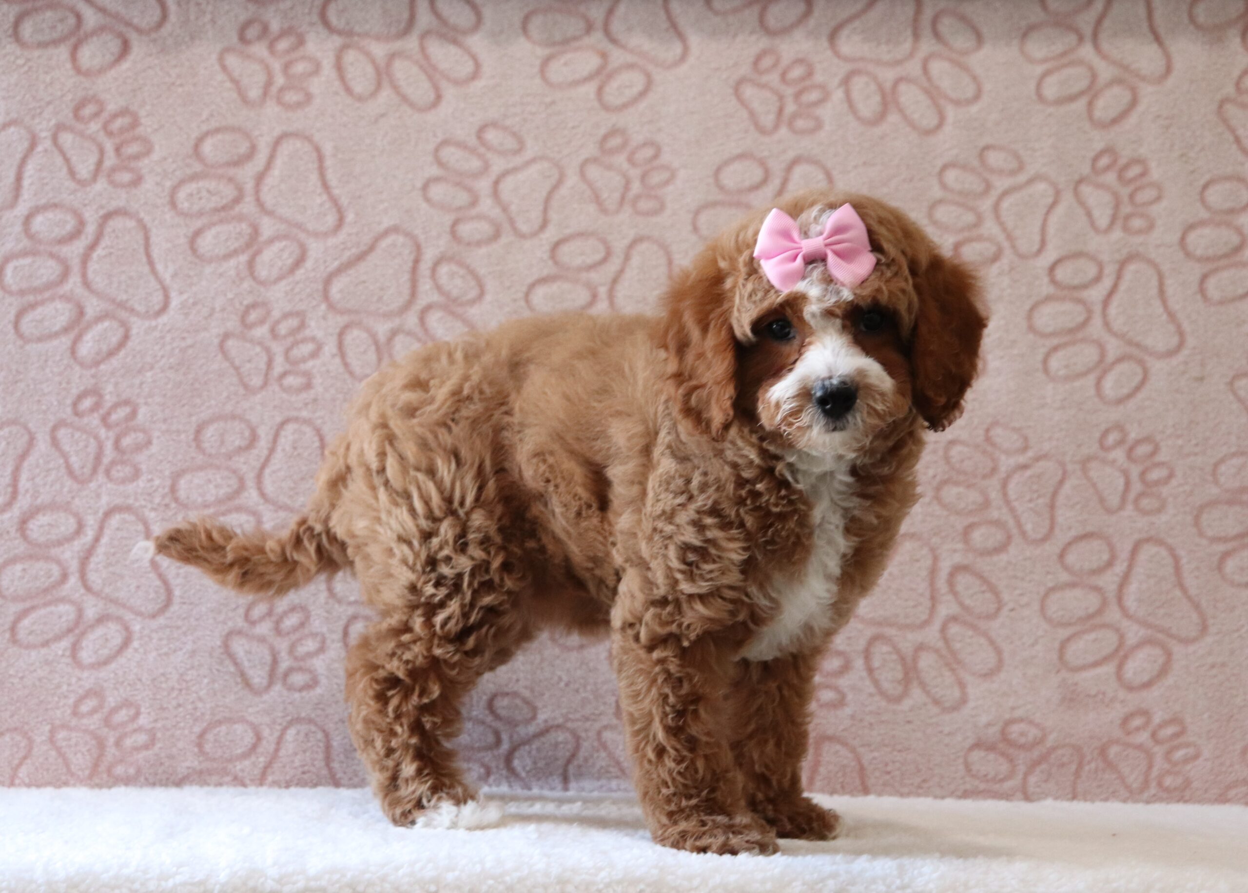 Blossom-6510b-puppy-mini-goldendoodle-Pawsome-Family-Pets