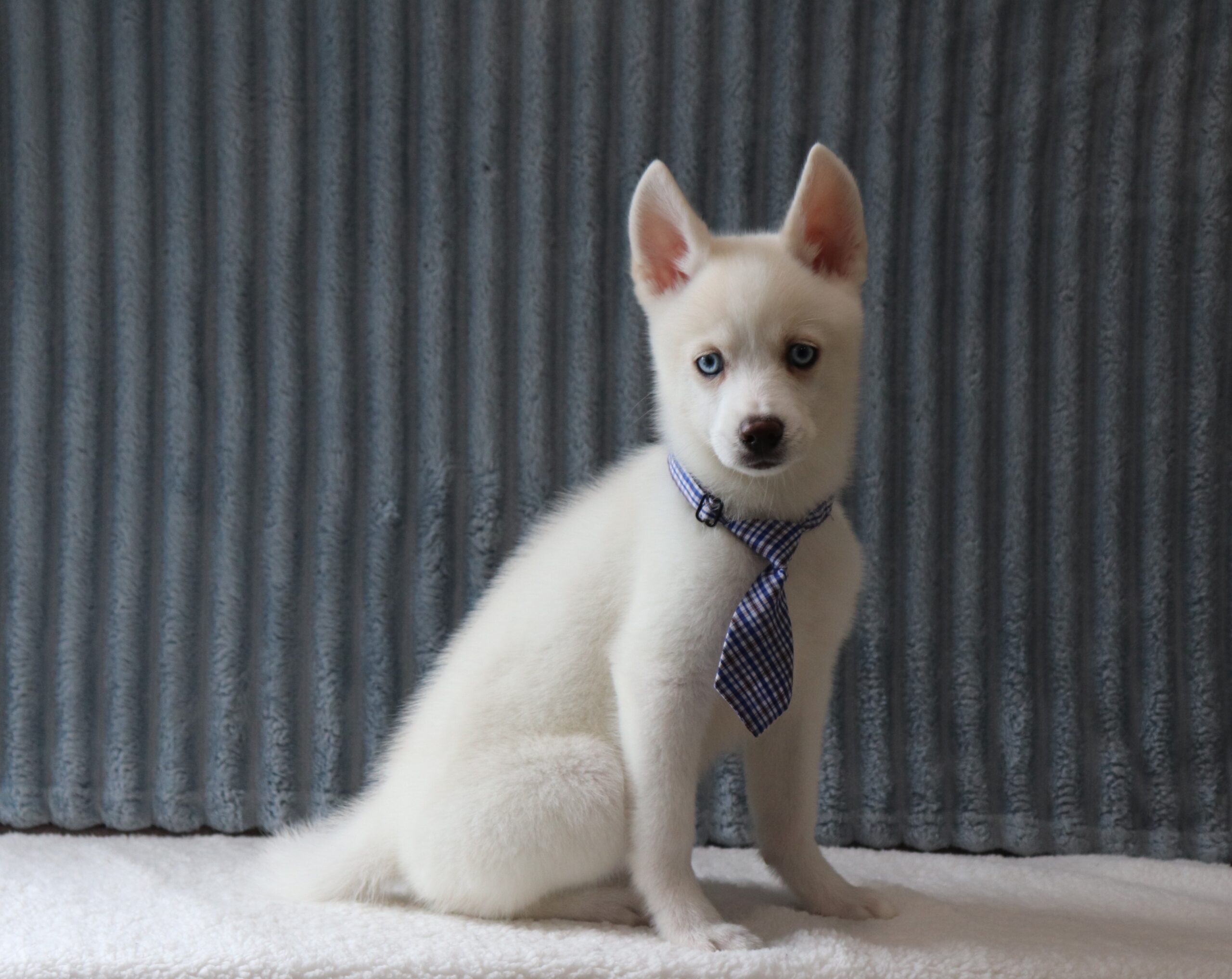 Garret-0068b-puppy-pomsky-Pawsome-Family-Pets
