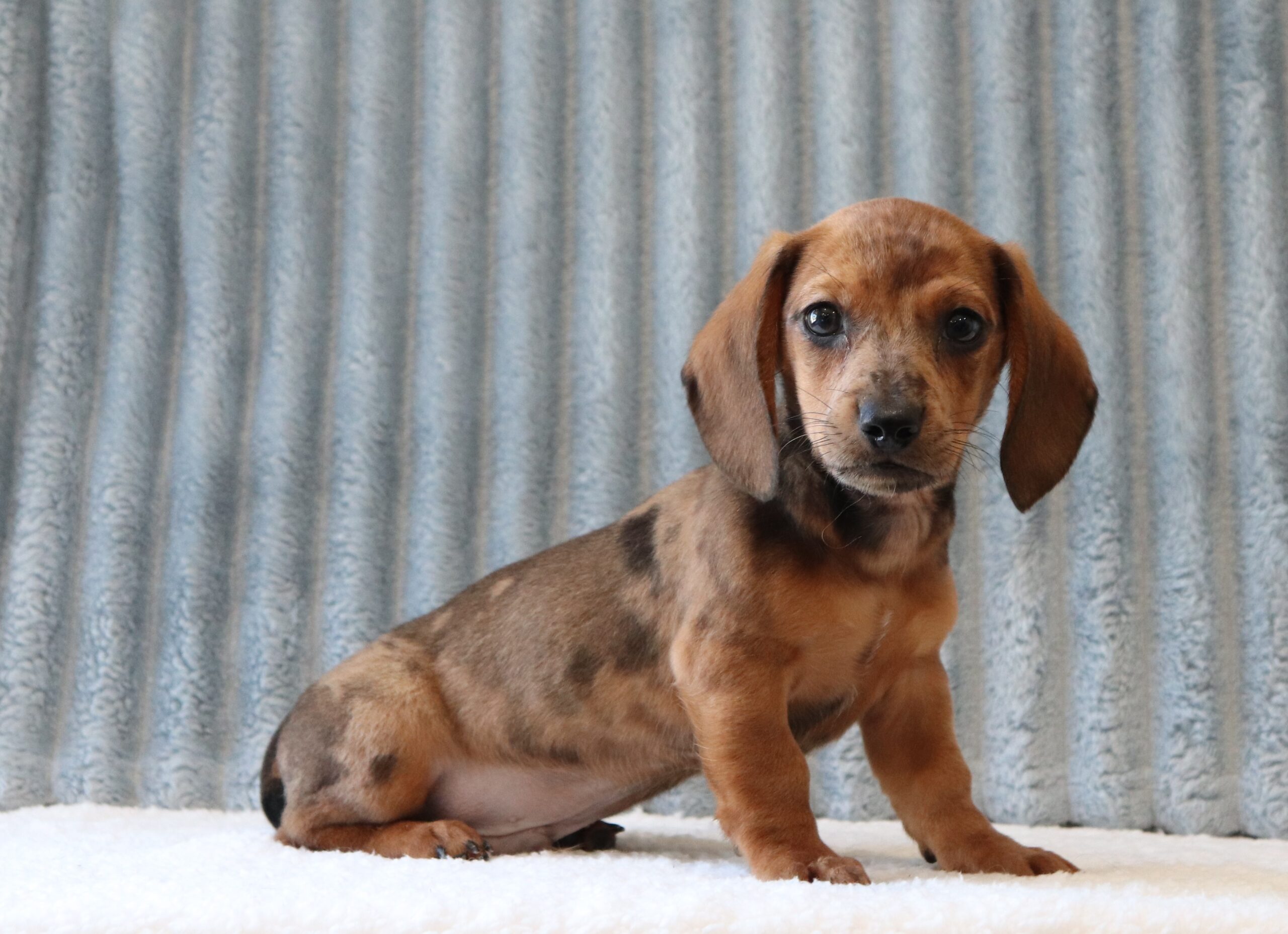 Gilbert 4007aaa puppy mini dachshund Pawsome Family Pets.