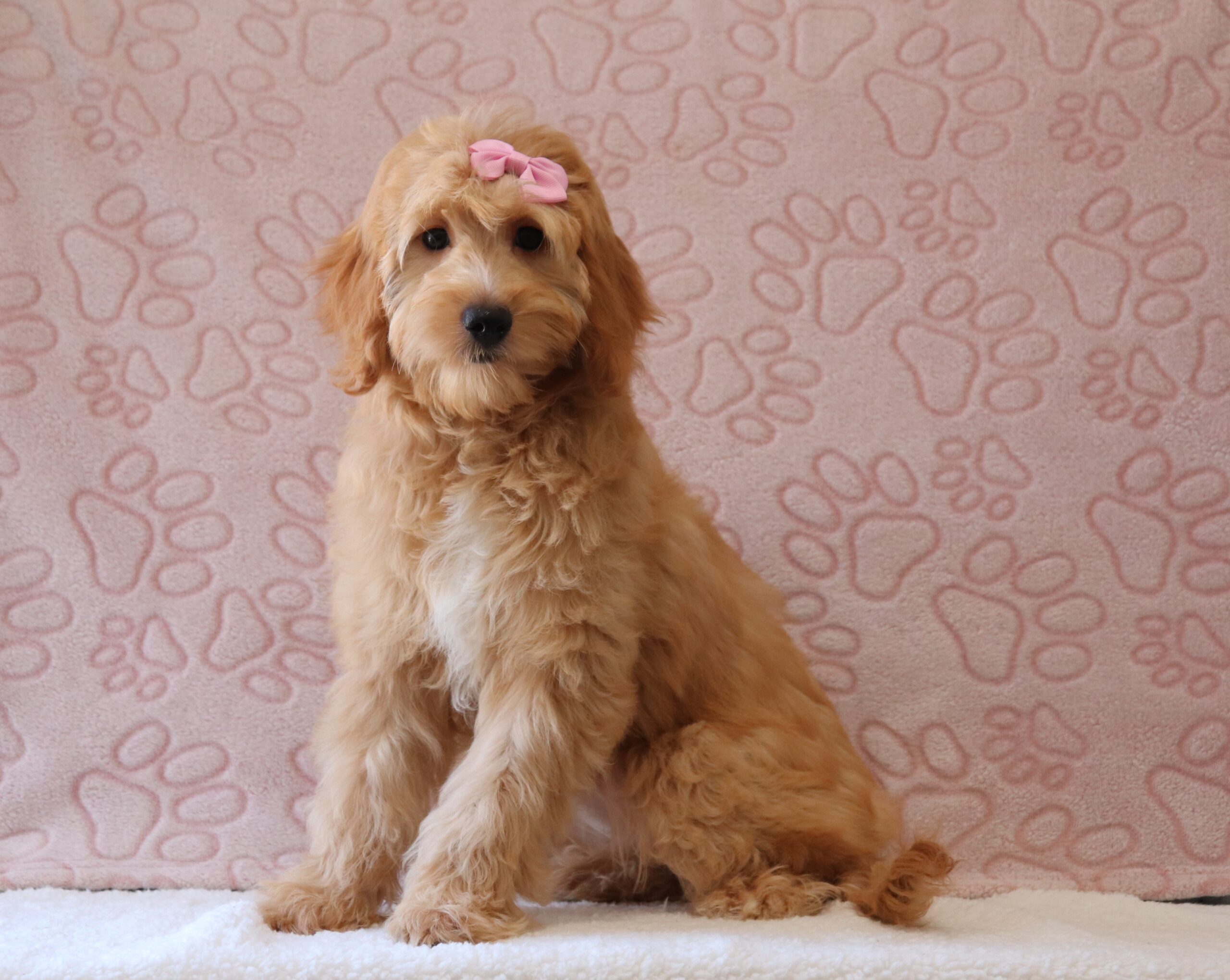 Hailey-1719aa-puppy-mini-goldendoodle-Pawsome-Family-Pets