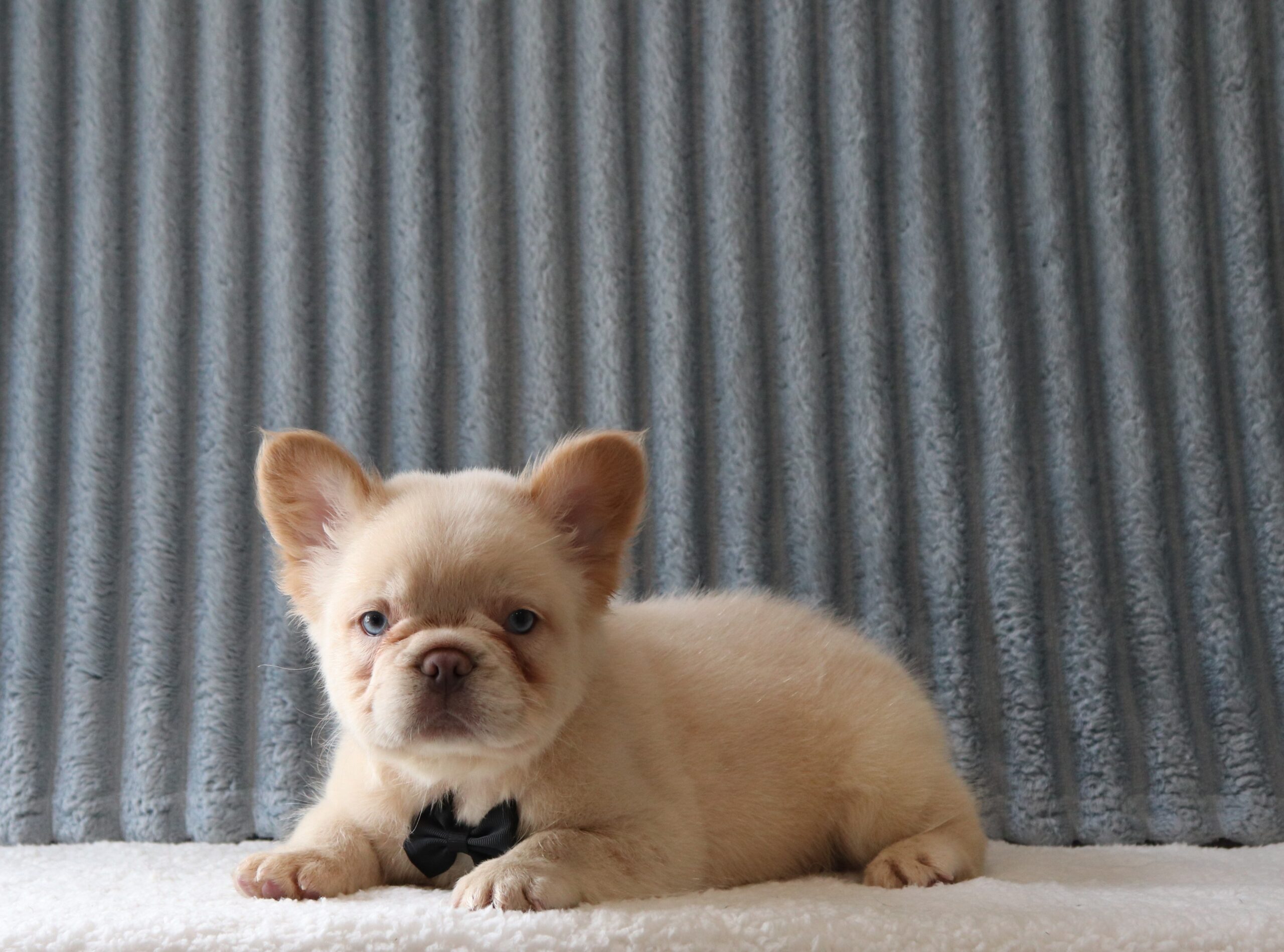 Keith-3557a-puppy-fluffy-french-bulldog-Pawsome-Family-Pets