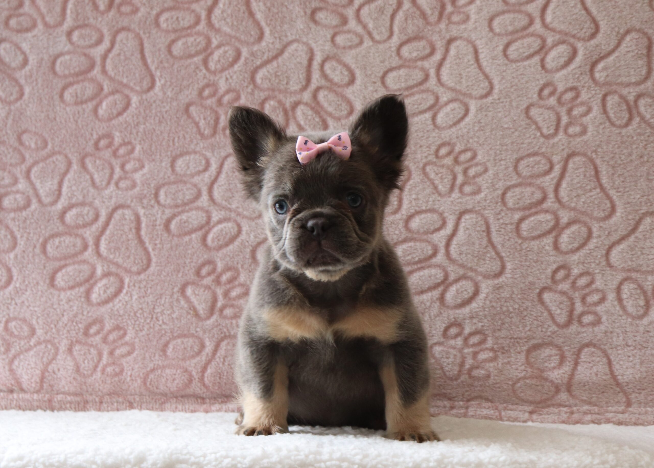 Kinsley-3878aa-puppy-fluffy-french-bulldog-Pawsome-Family-Pets