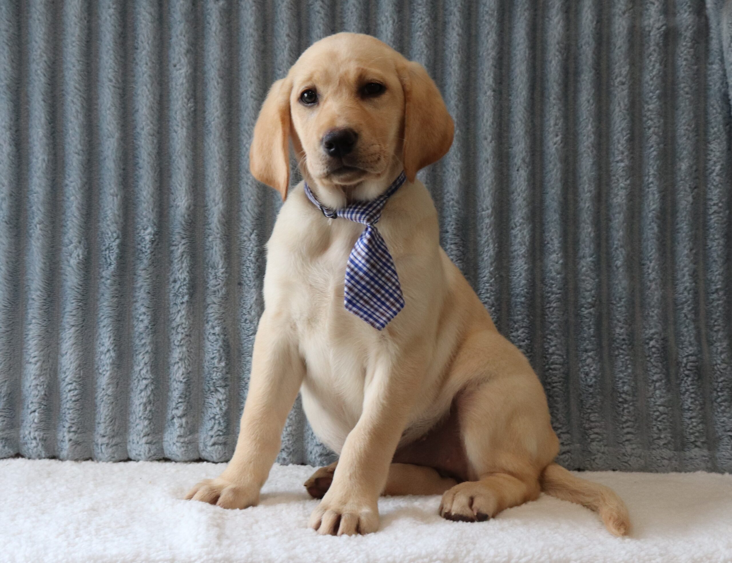 Luna-8532a-puppy-labrador-retriever-Pawsome-Family-Pets