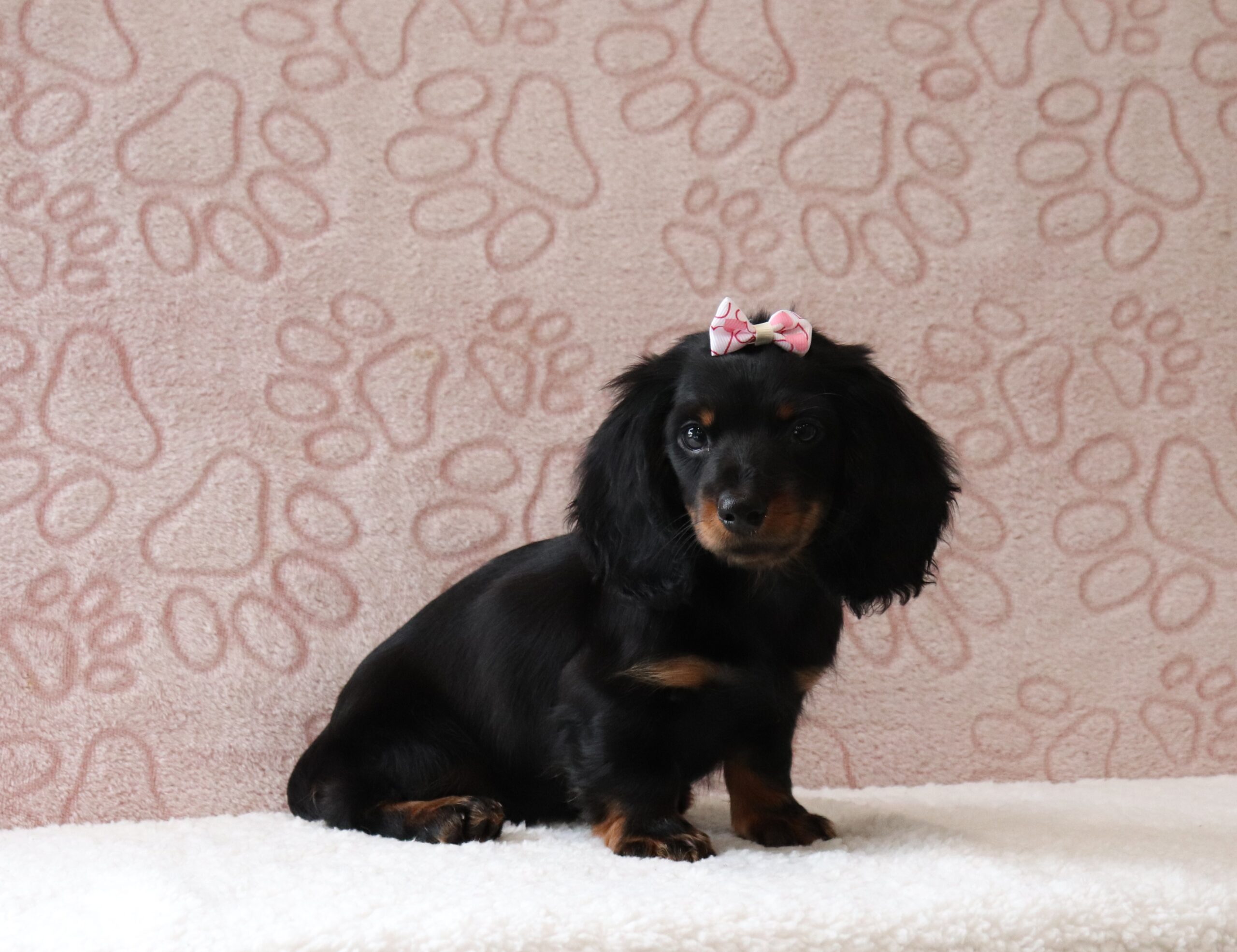 Morgan-0687aa-puppy-mini-dachshund-Pawsome-Family-Pets