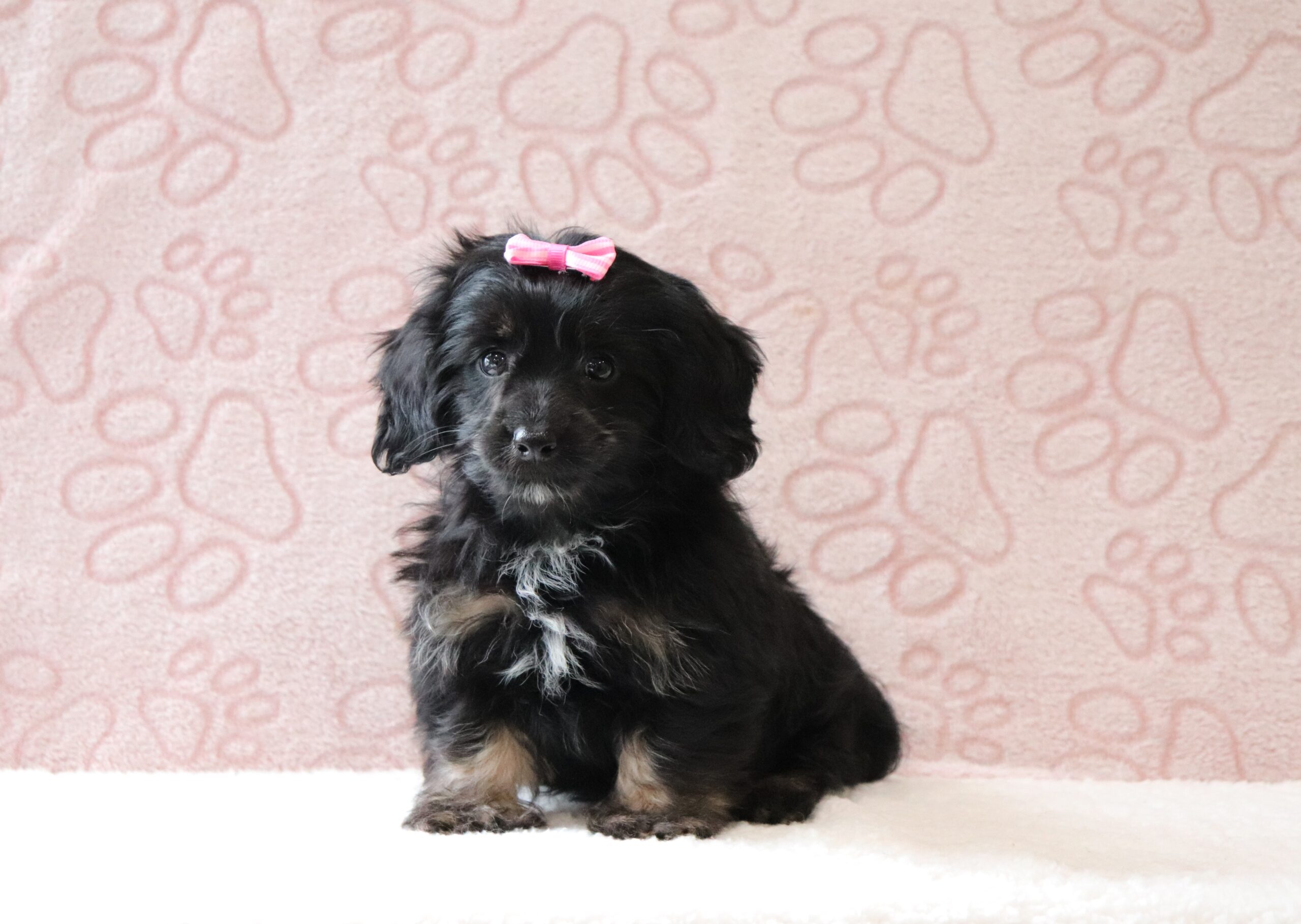 Rena-0688aaa-puppy-mini-doxidoodle-Pawsome-Family-Pets-