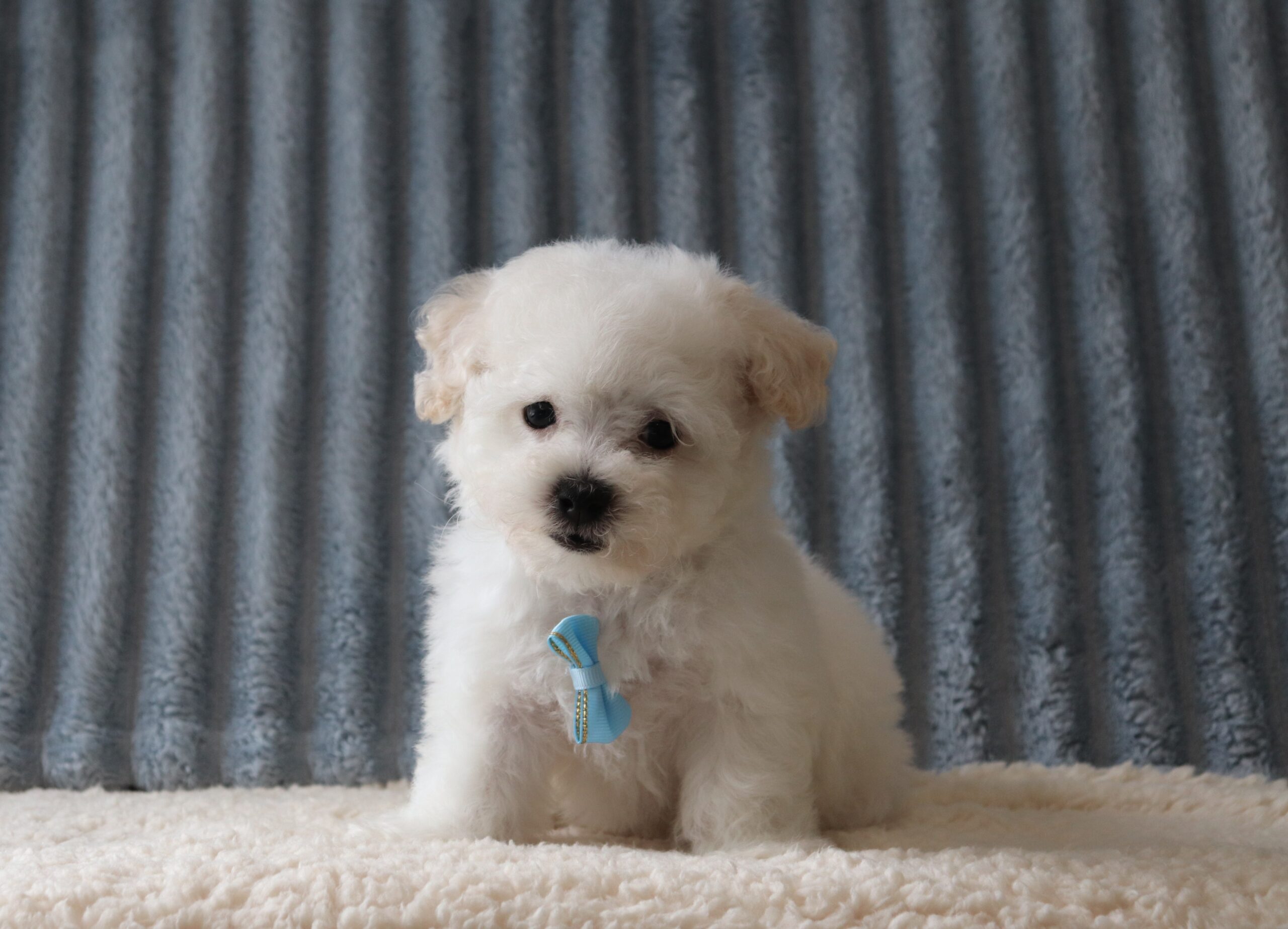 Sky 0523aa puppy bichon frise Pawsome Family Pets