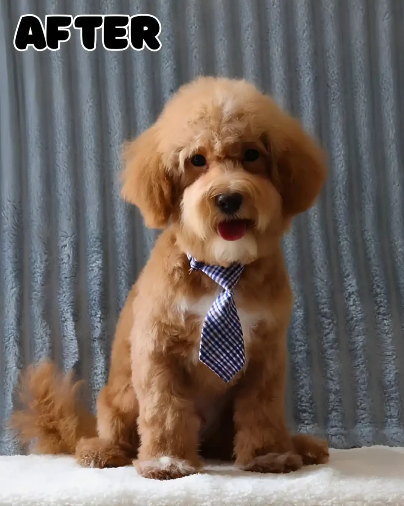 The same long haired puppy after professional pet grooming services, showing a beautifully sculpted, clean, fluffy coat with precise attention to breed specific silhouettes.