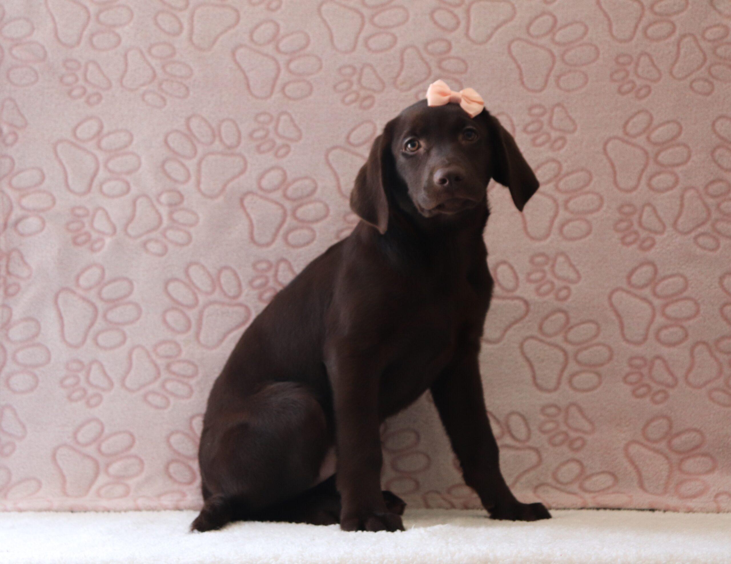 Minnie 1684bbb puppy labrador retriever Pawsome Family Pets.