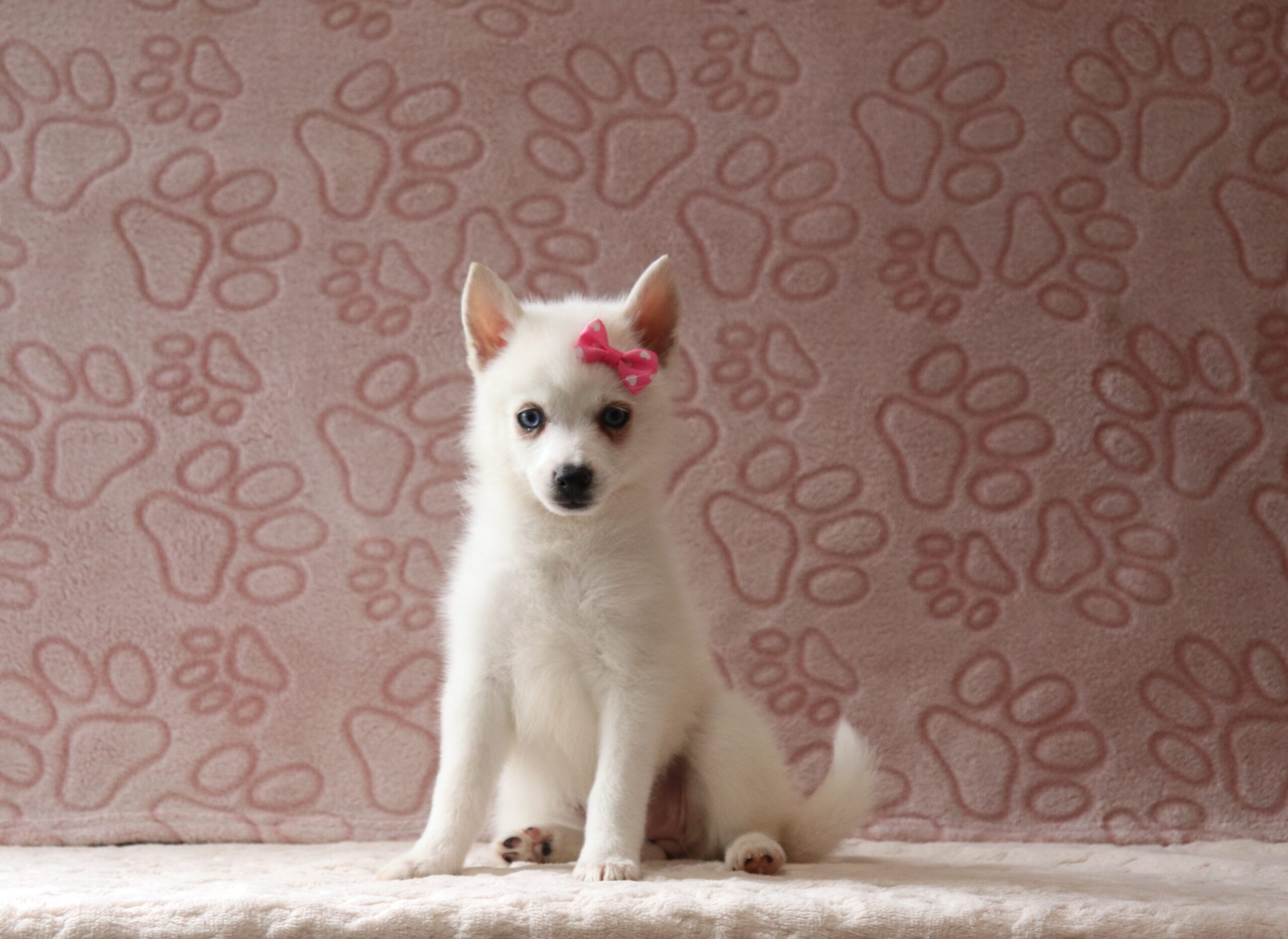 Star-4054aa-puppy-pomsky-Pawsome-Family-Pets
