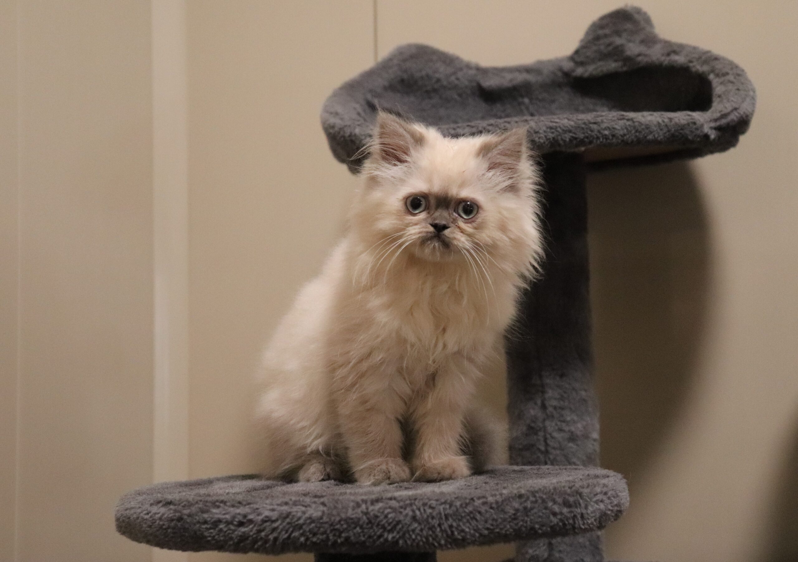Willow a persian Pawsome Family Pets.