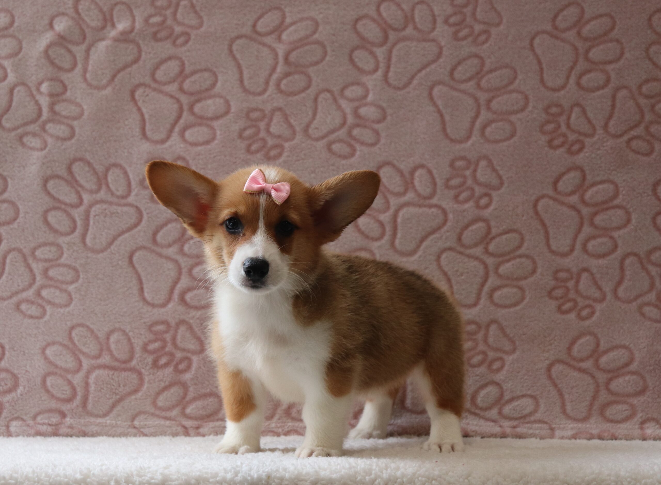 Adona 4925aa puppy pembroke welsch corgi Pawsome Family Pets.