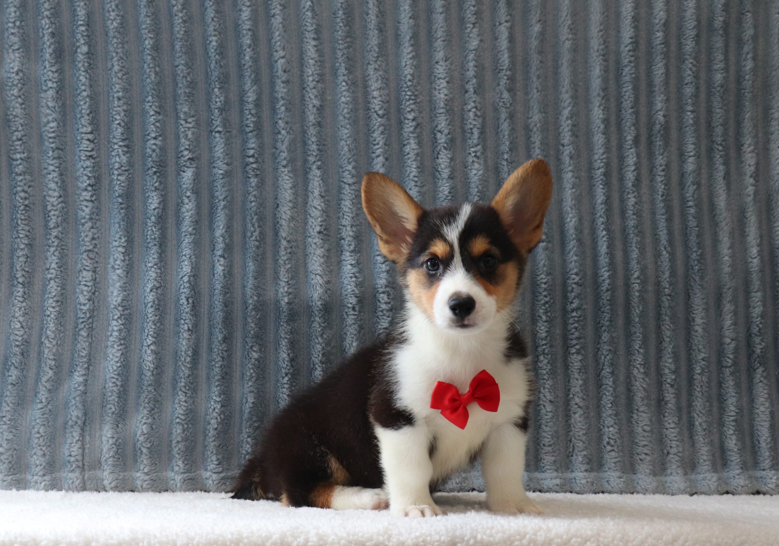 Aladon-4927a-puppy-pembroke-welsch-corgi-Pawsome-Family-Pets