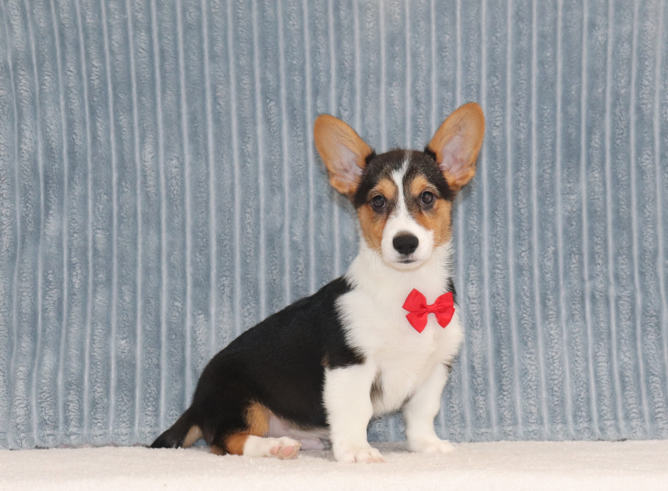 Aladon-4927c-puppy-pembroke-welsch-corgi-Pawsome-Family-Pets-
