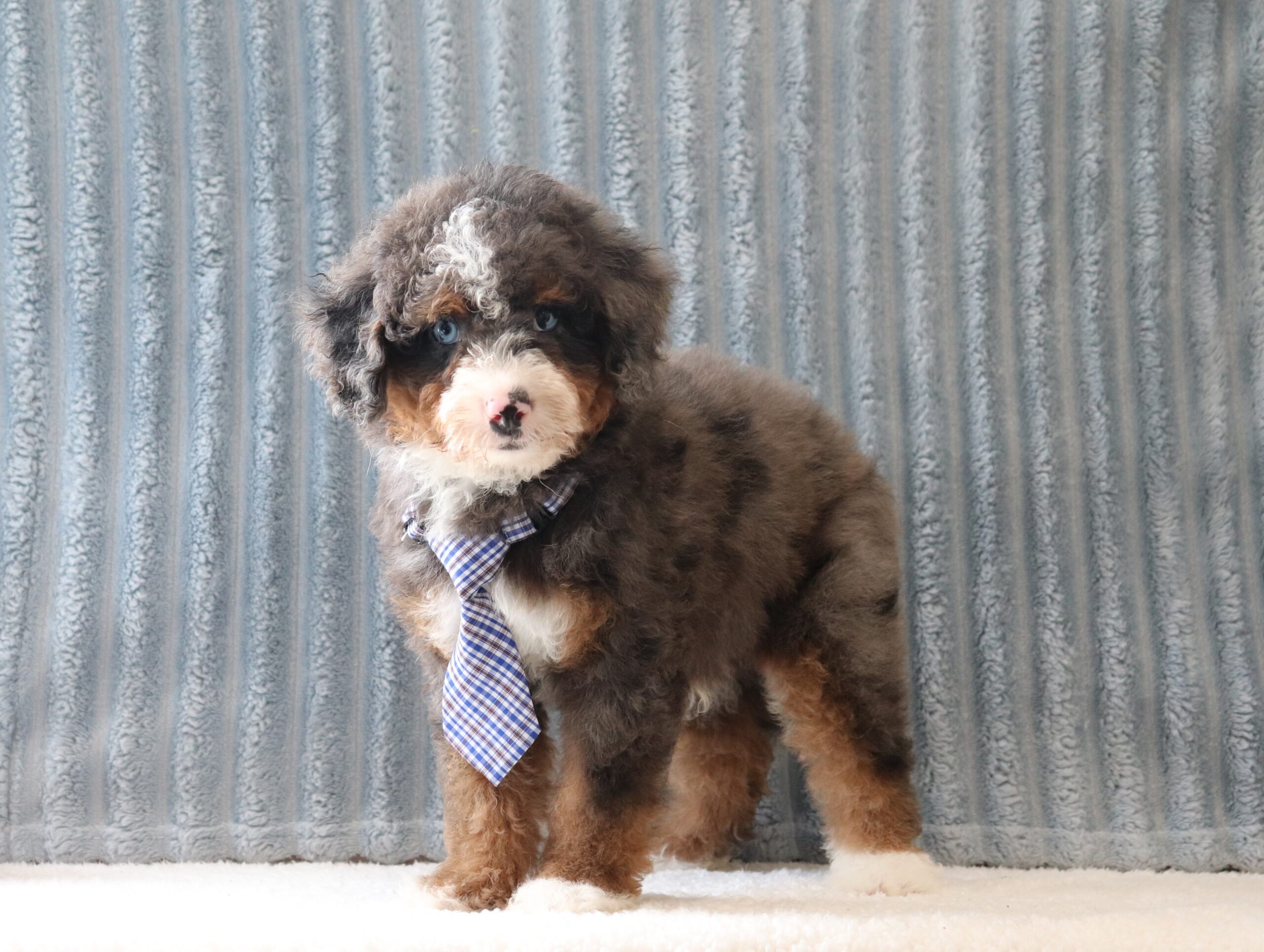 Alex 4163a puppy mini bernedoodle Pawsome Family Pets