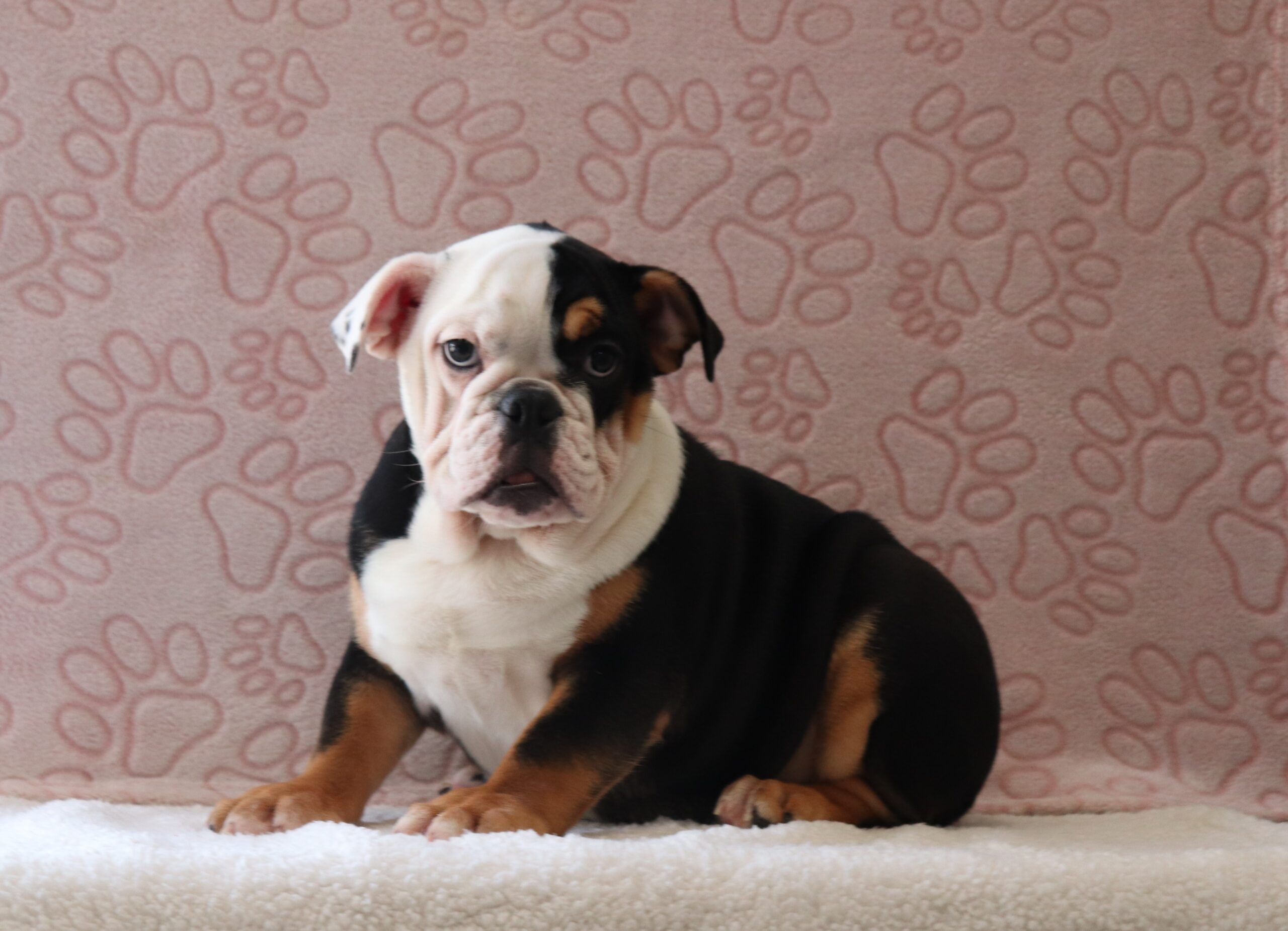 Betty-5886aaa-puppy-english-bulldog-Pawsome-Family-Pets