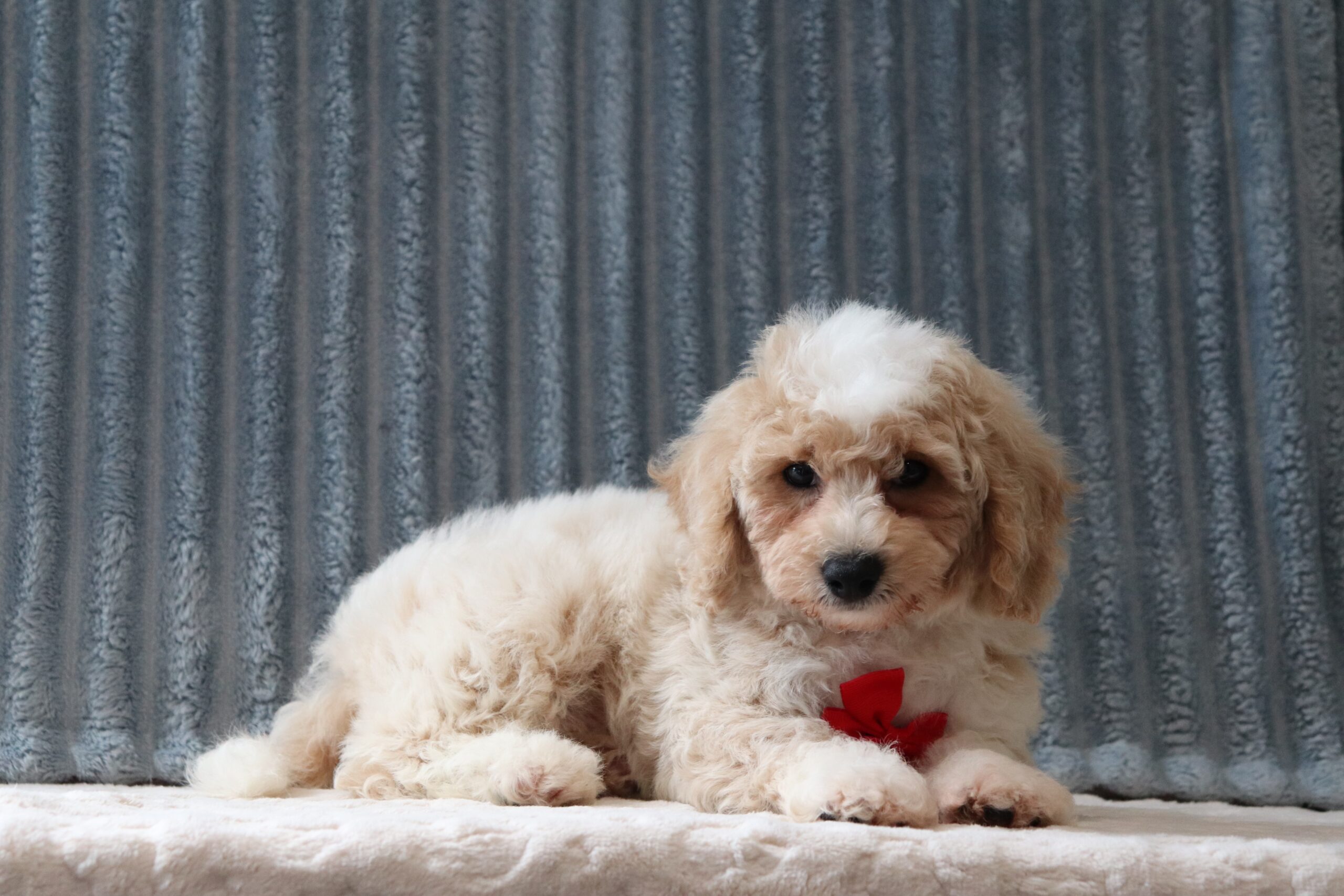 Brad-0551aa-puppy-pochon-Pawsome-Family-Pets