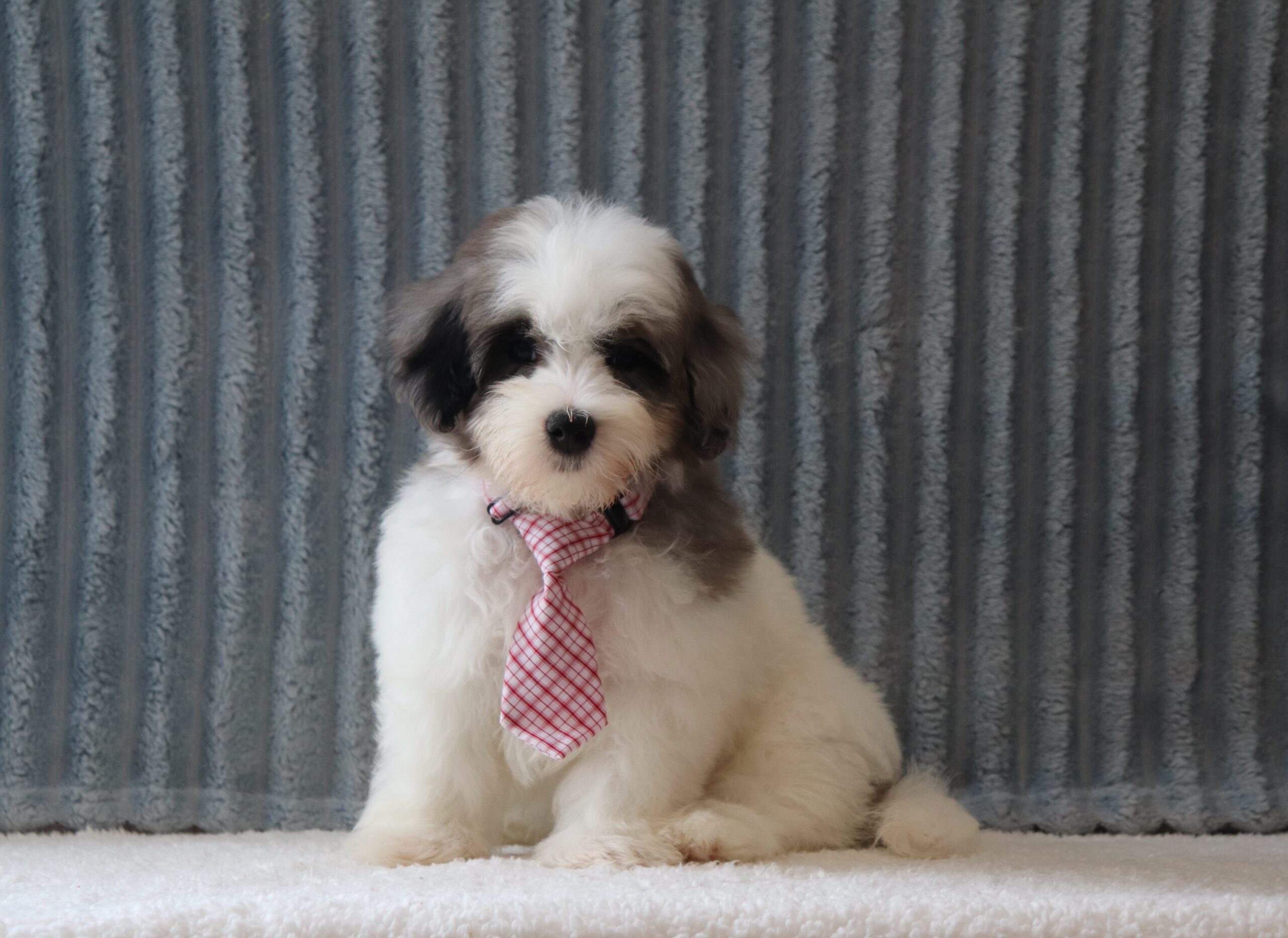 Branco-6232aa-puppy-maltipoo-Pawsome-Family-Pets