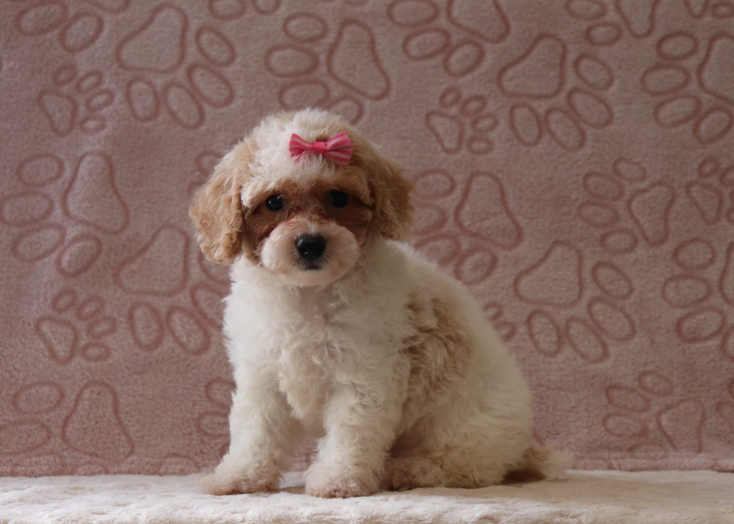 Brianna-0558aaa-puppy-bichapoo-Pawsome-Family-Pets-