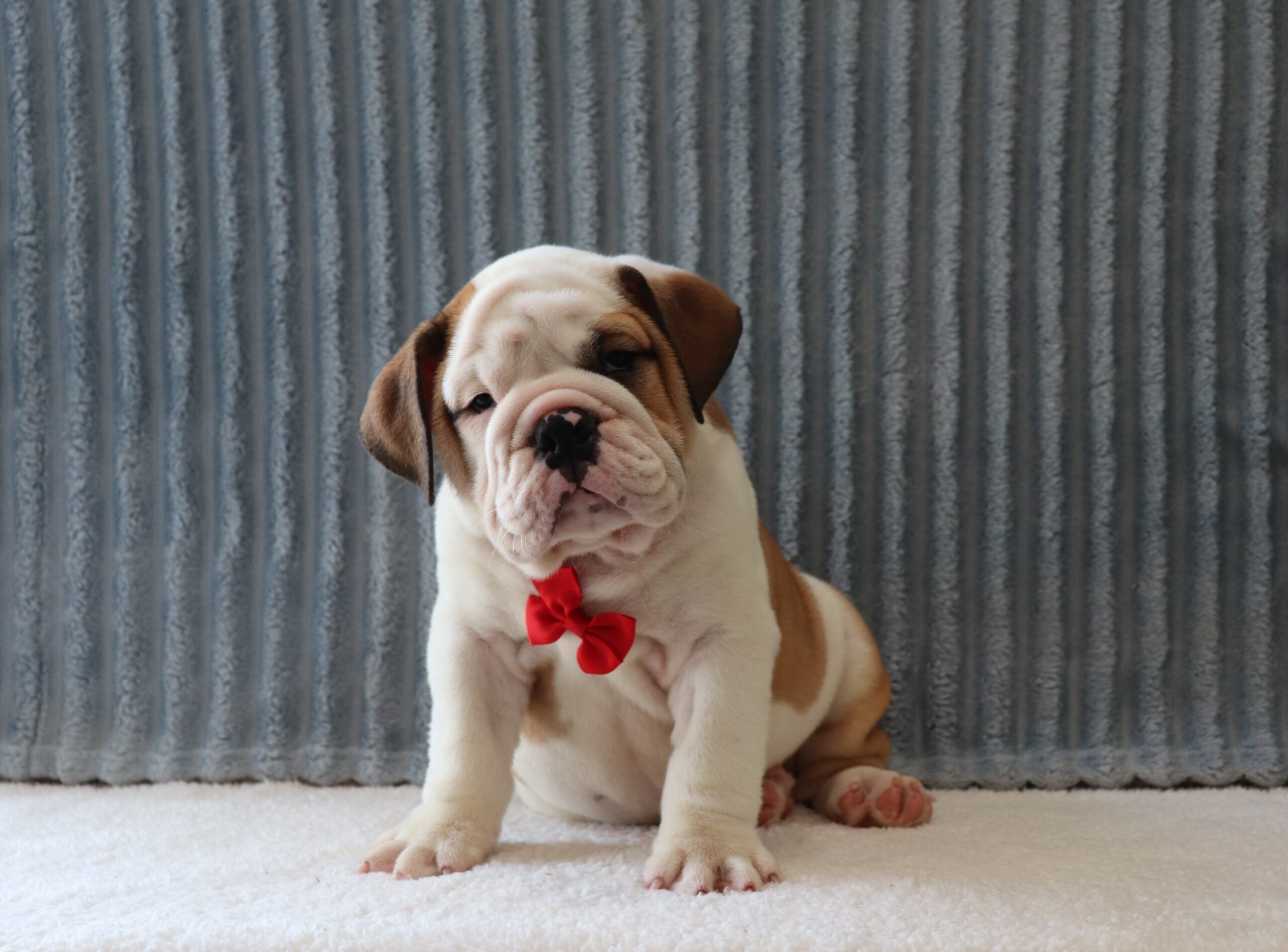 Donald-8621aa-puppy-english-bulldog-Pawsome-Family-Pets