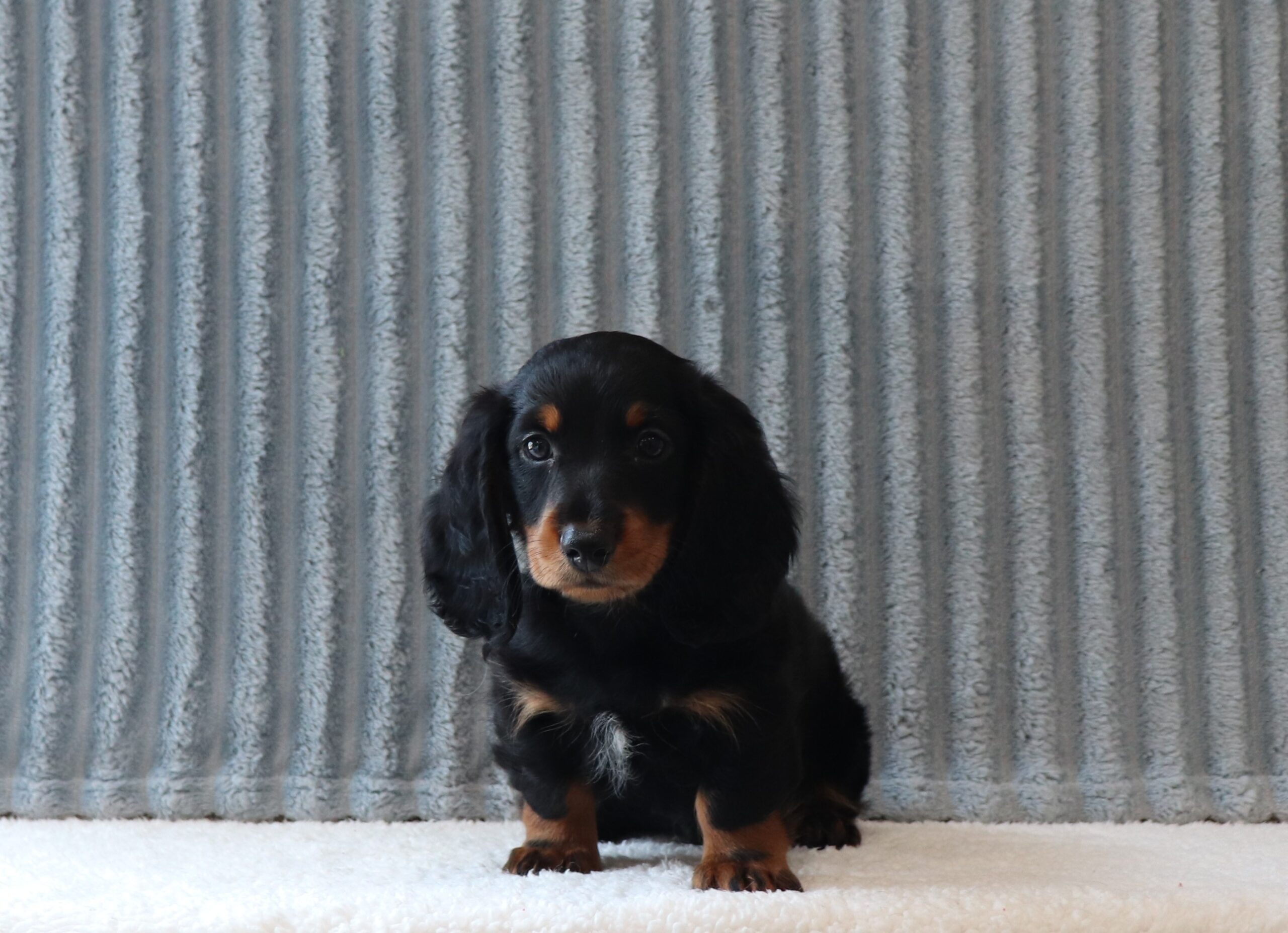 Gideon-0134a-puppy-mini-dachshund-Pawsome-Family-Pets
