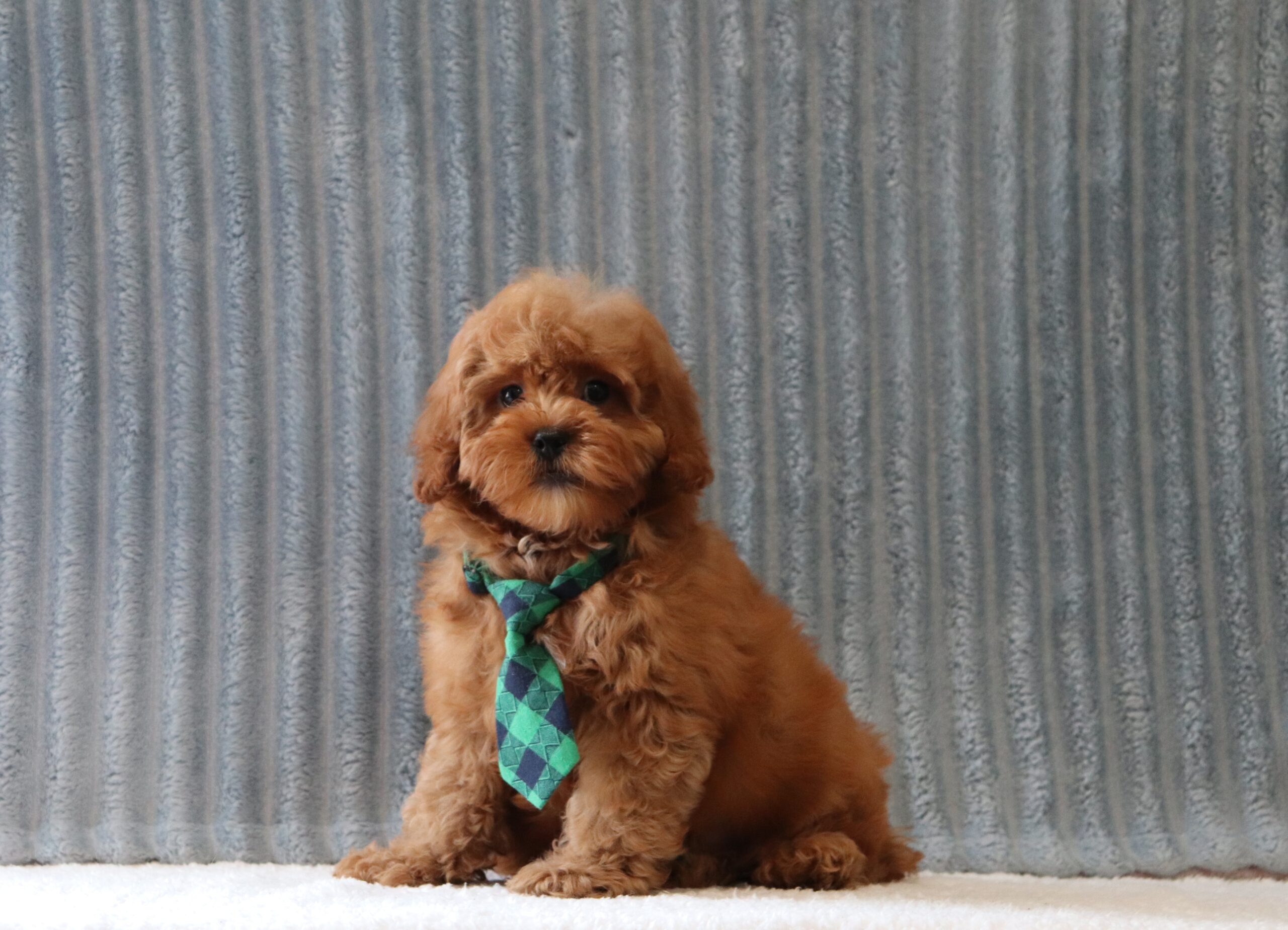 Grant 6220bbb puppy cavapoo Pawsome Family Pets