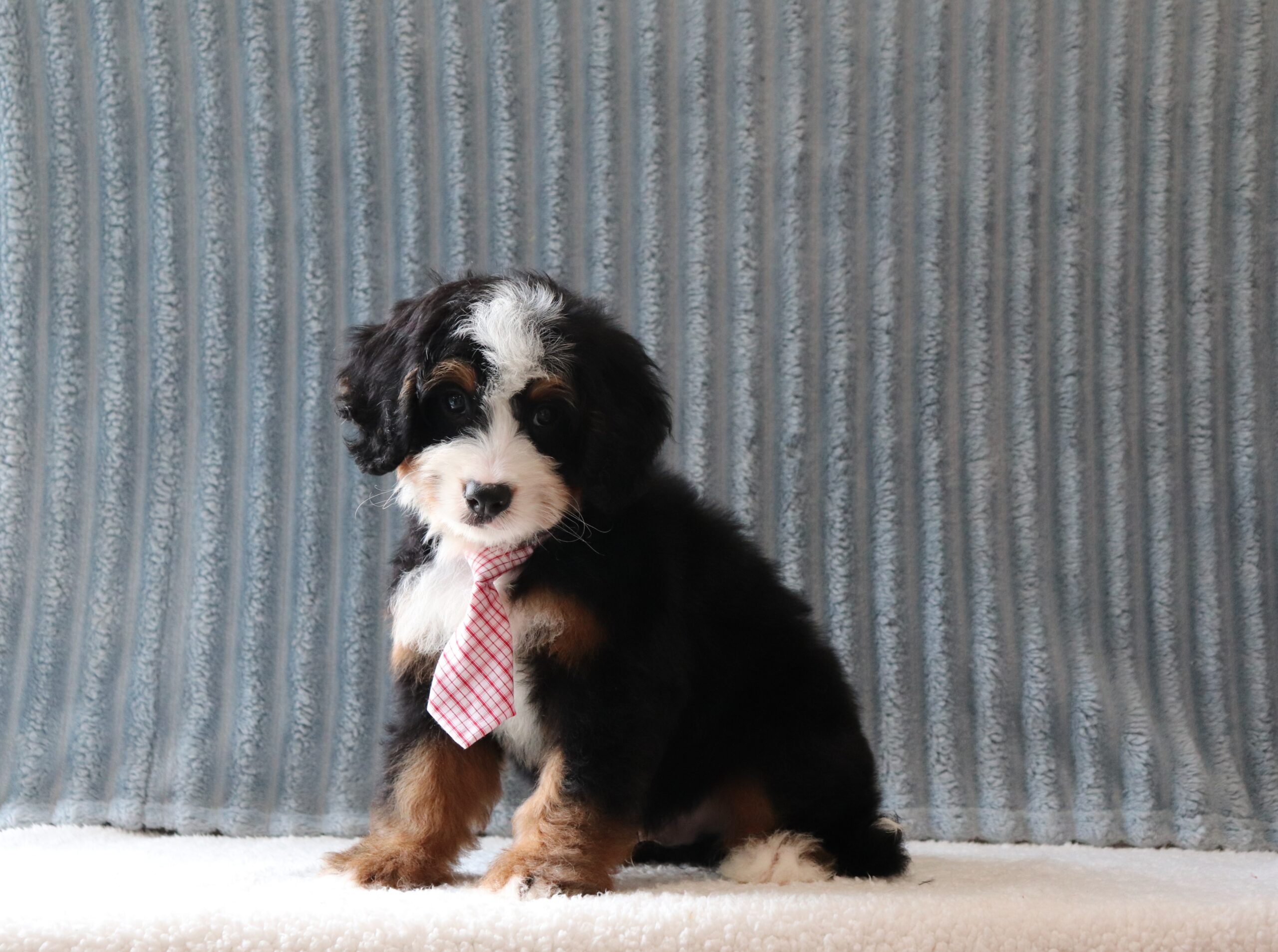 Lee 4062b puppy mini bernedoodle Pawsome Family Pets