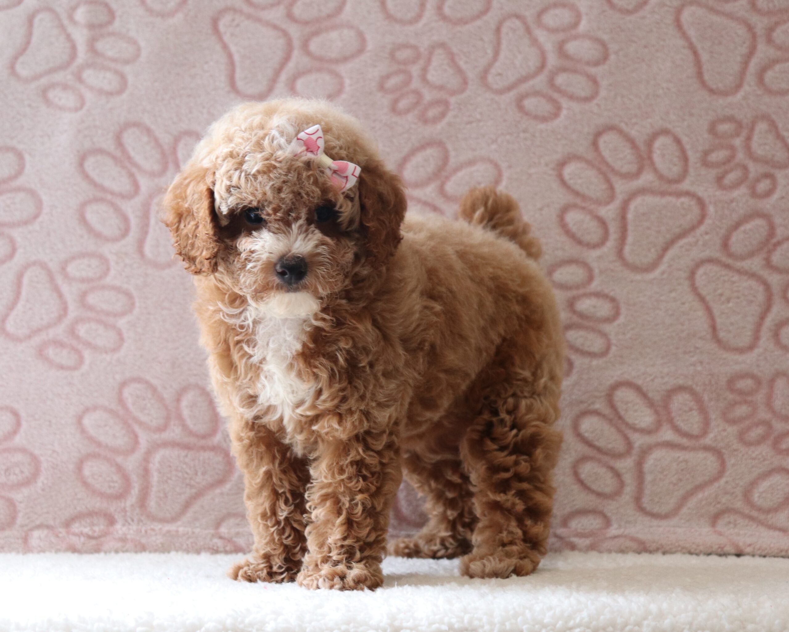 Lindsey-0729aaa-puppy-mini-poodle-Pawsome-Family-Pets