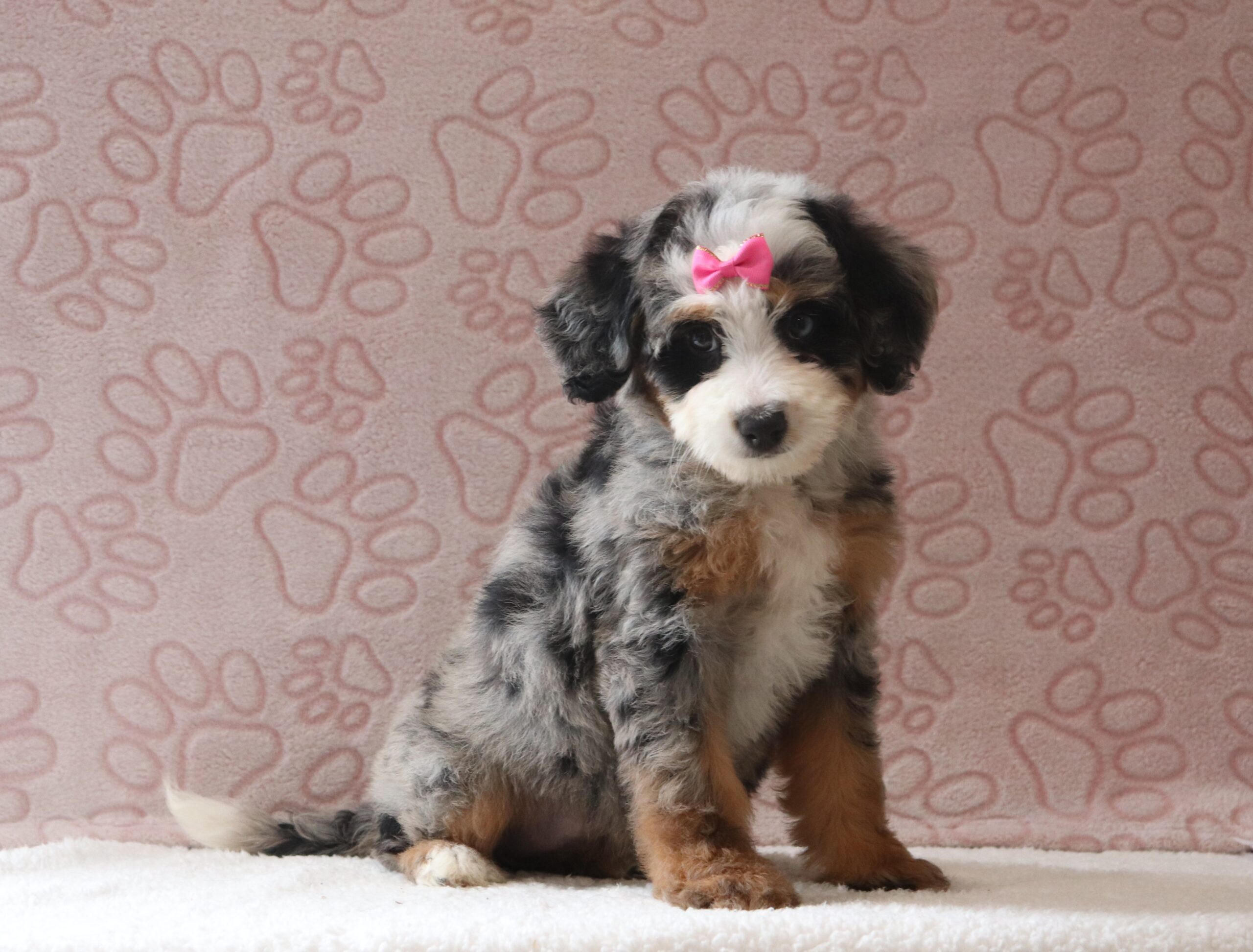 Liviana-0419aa-puppy-pomsky-Pawsome-Family-Pets