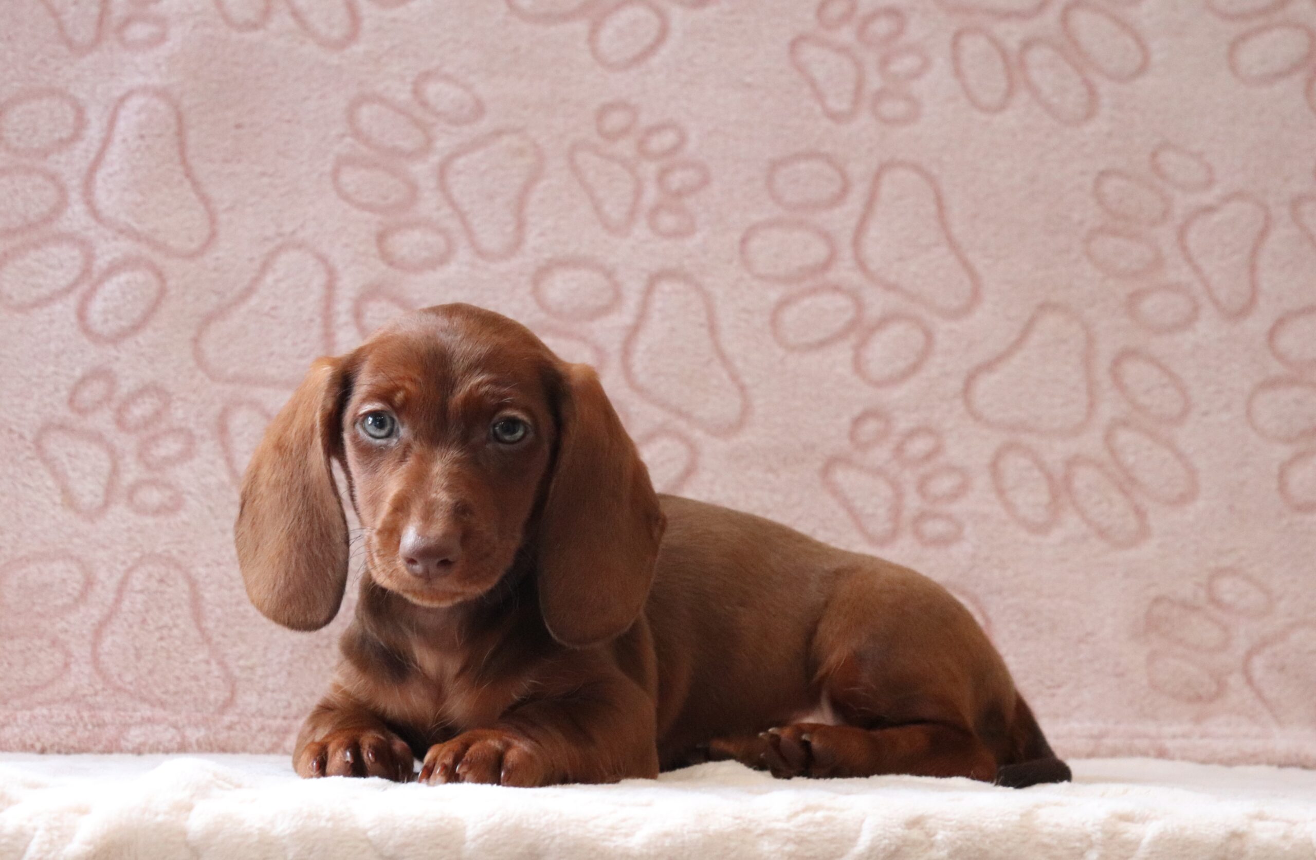 Paisley 0085aa puppy mini dachshund Pawsome Family Pets