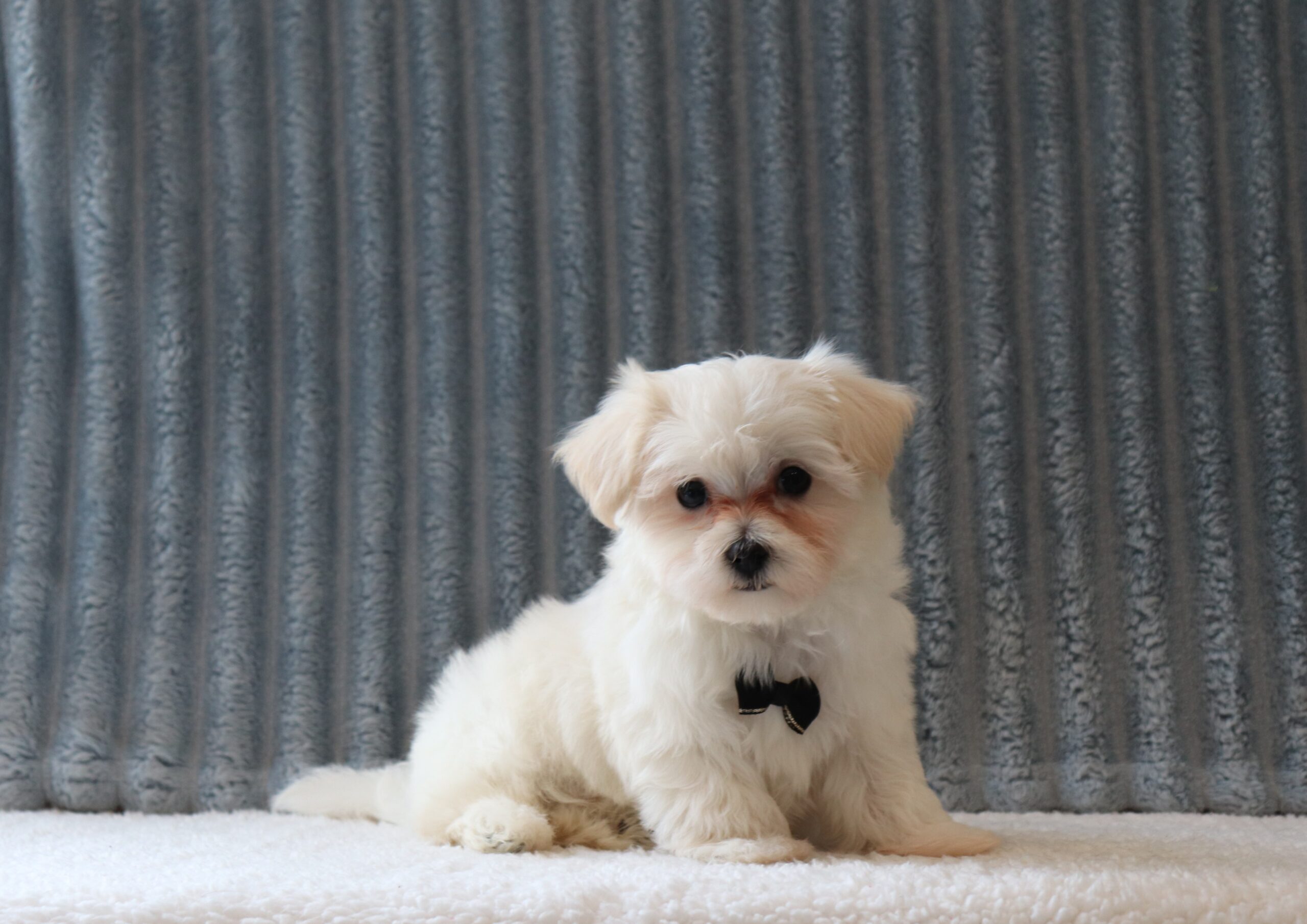 Pilot 6238aaa puppy mini dacshhund Pawsome Family Pets.