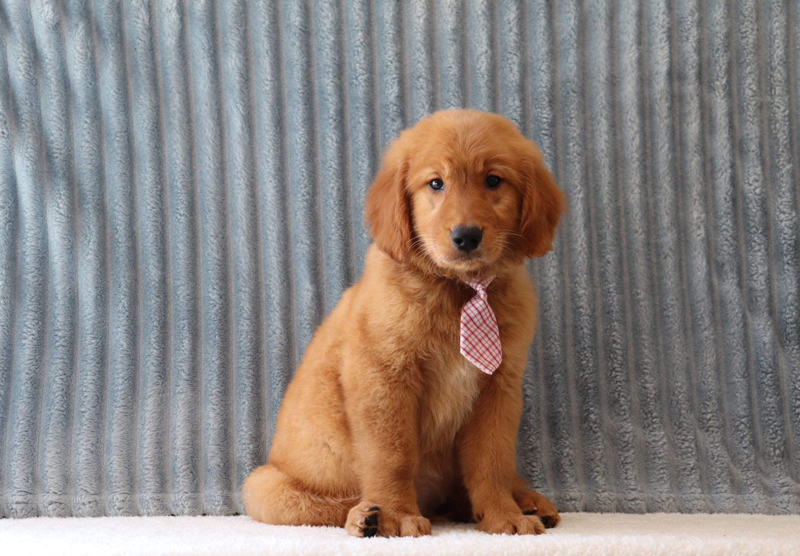 Red-4080aa-puppy-golden-retriever-Pawsome-Family-Pets